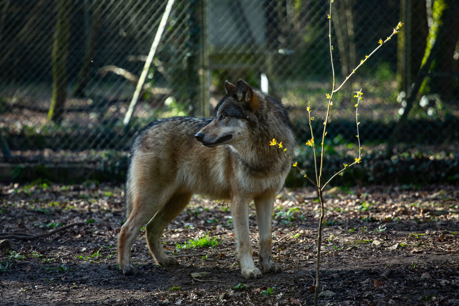 Canon EOS 6D sample photo. The wolf in bois photography