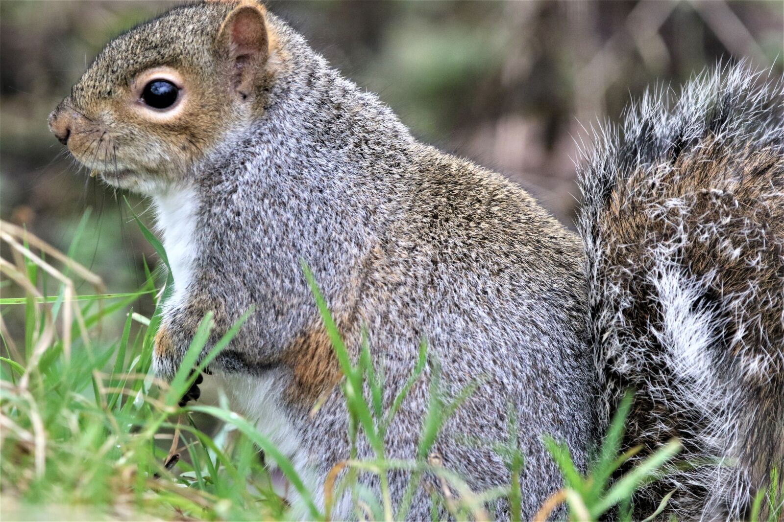 150-600mm F5-6.3 DG OS HSM | Contemporary 015 sample photo. Squirrel, nature, bench photography