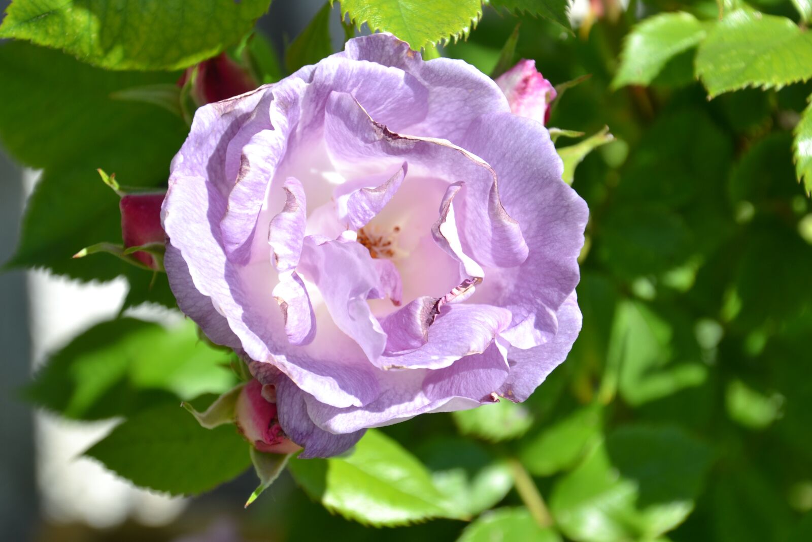 Nikon D3100 sample photo. Rose, blossom, bloom photography