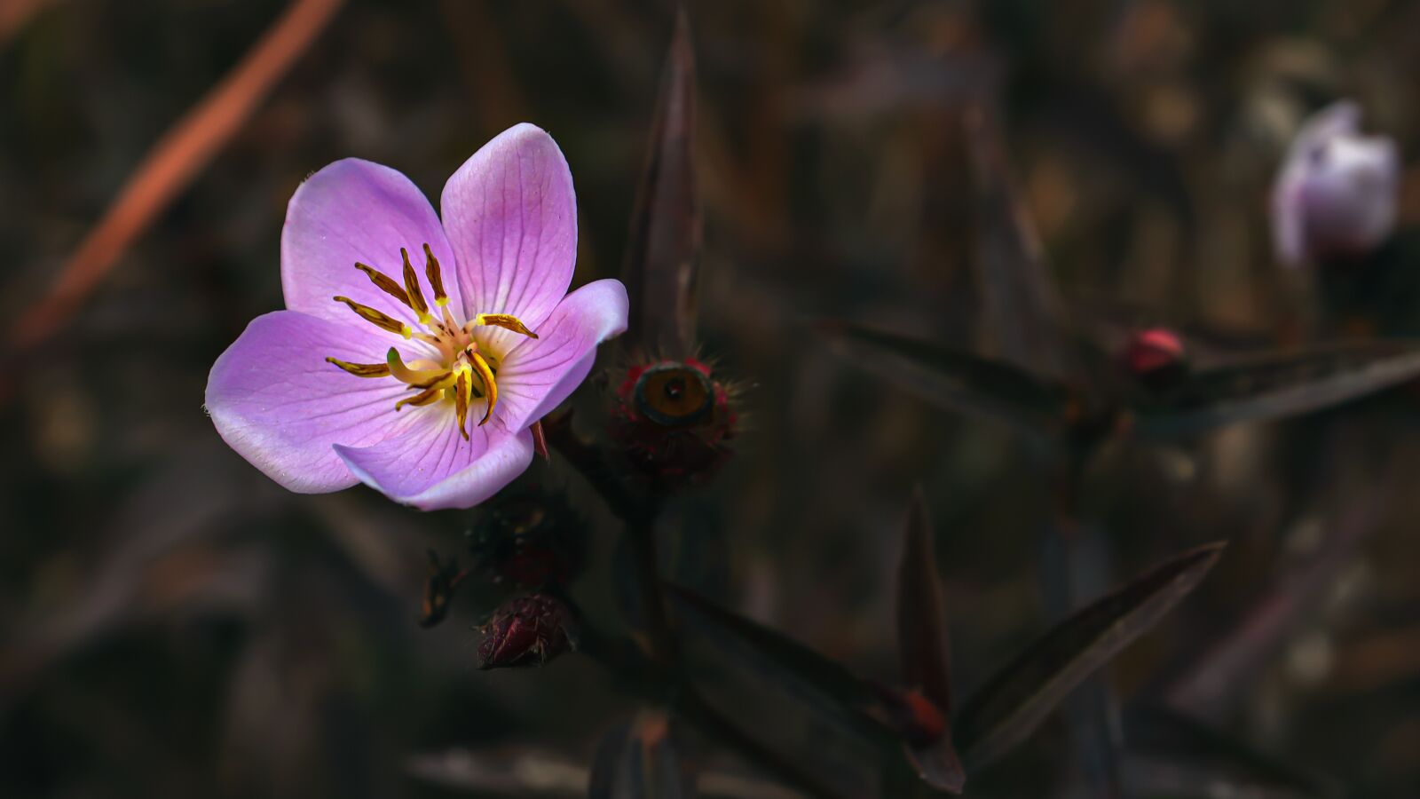 Canon EF-S 18-55mm F4-5.6 IS STM sample photo. Flower, purple, lavender photography