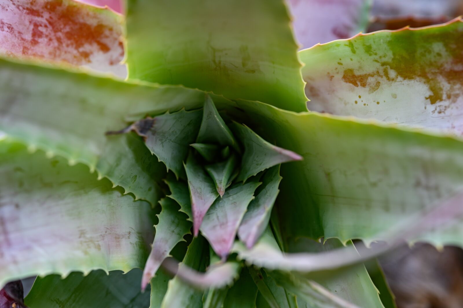 Nikon Z6 sample photo. Aloe, cactus, plant photography