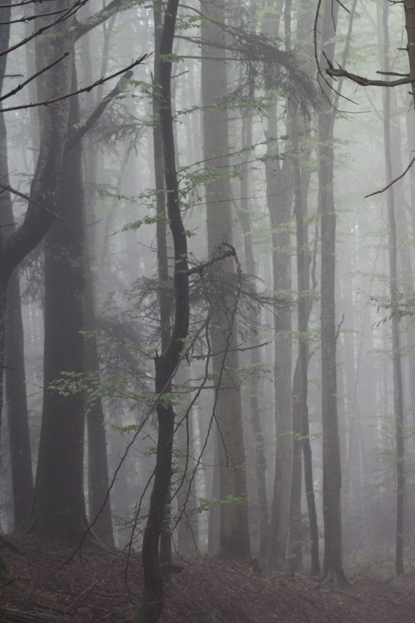Canon EF75-300mm f/4-5.6 sample photo. Forest, trunk, mist photography