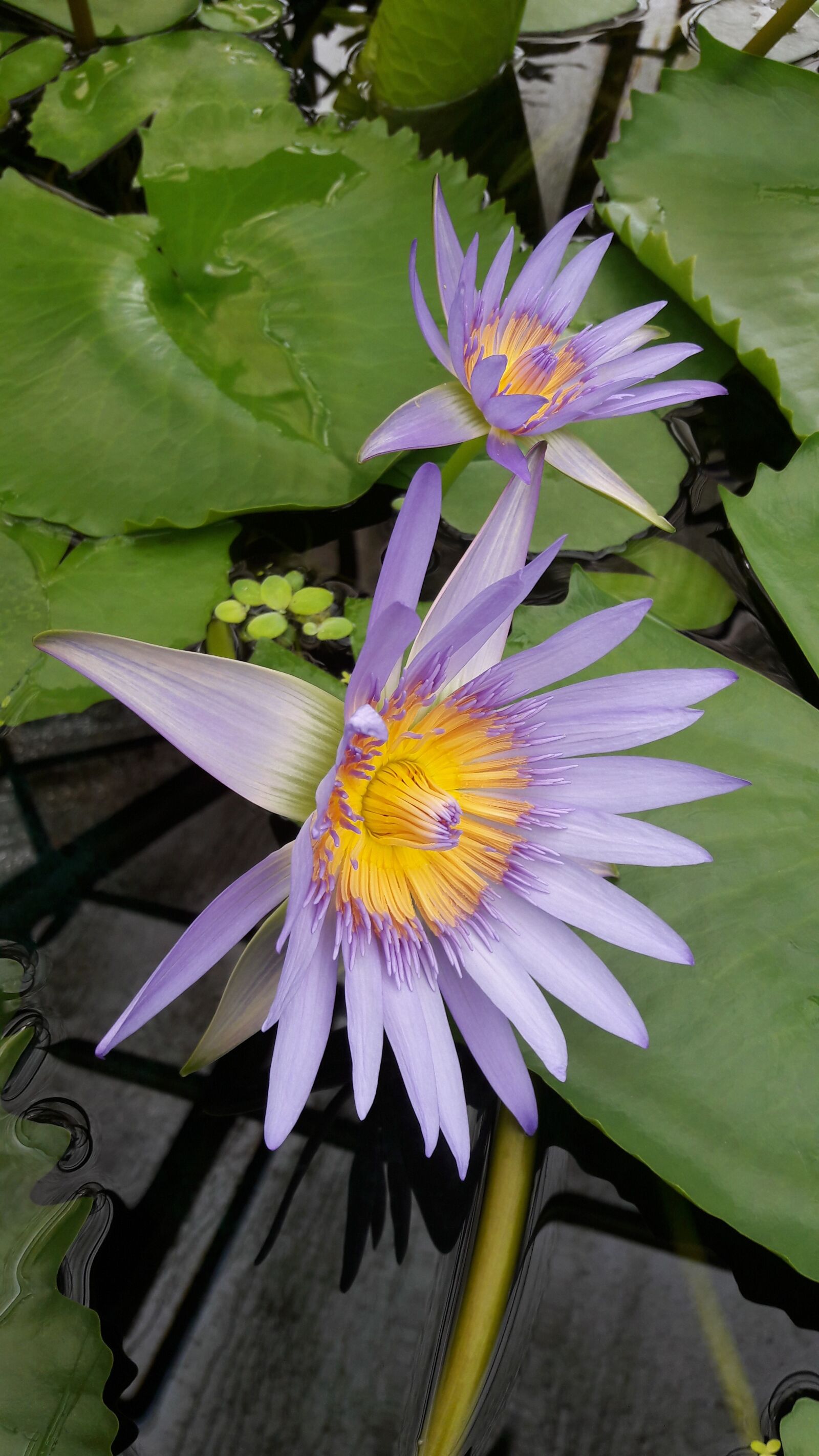 Samsung Galaxy A3(2016) sample photo. Waterlily, purple flower, water photography