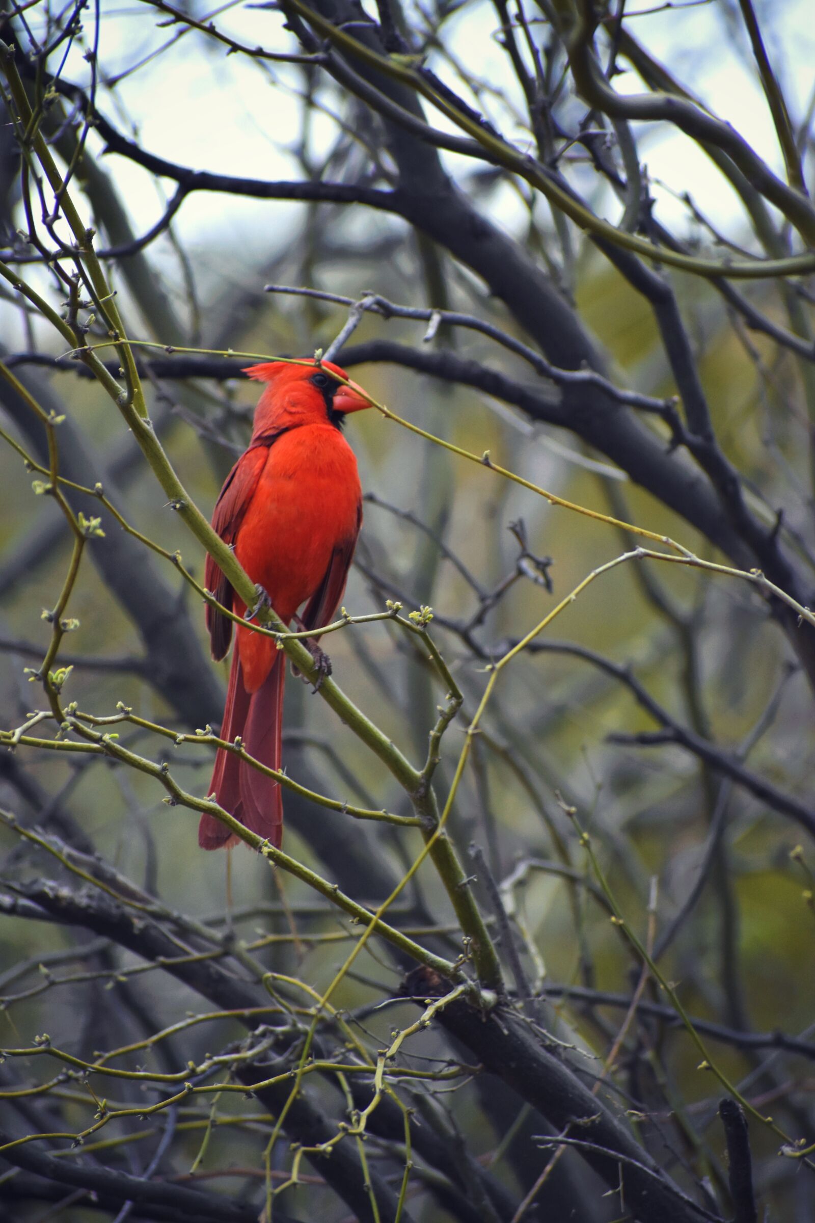 Nikon D3400 sample photo. Arizona, cardinals, cardinal photography
