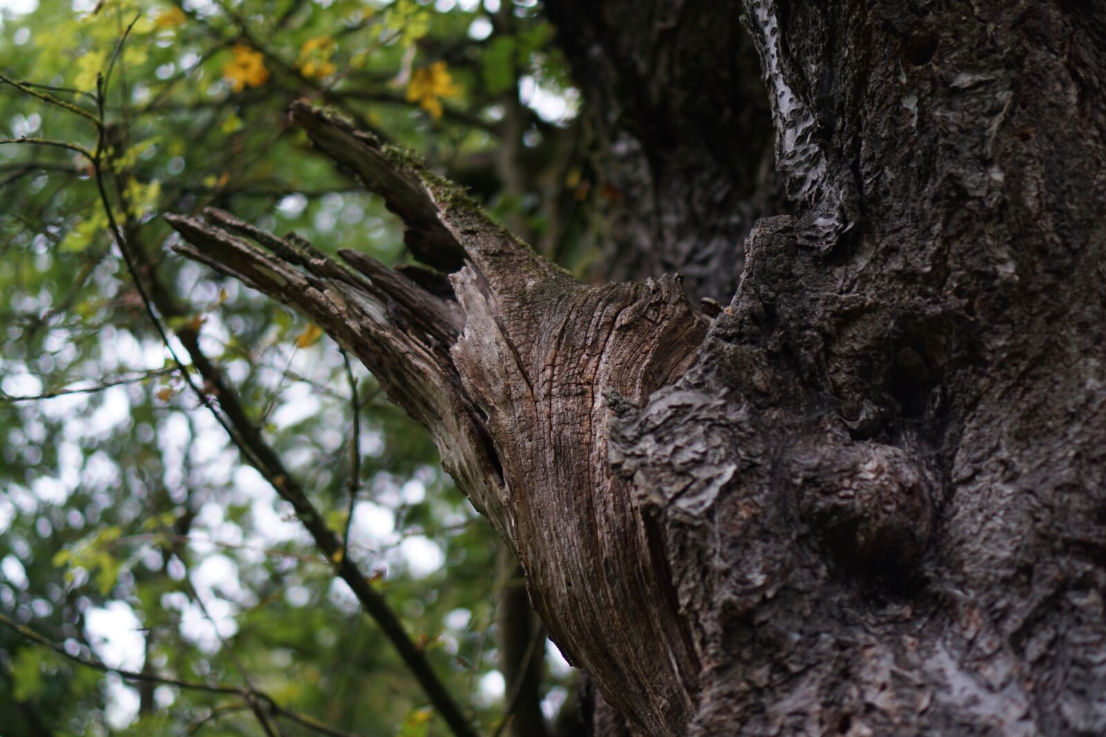 Sony a6000 + Sony E 35mm F1.8 OSS sample photo. Log, branch, canceled photography