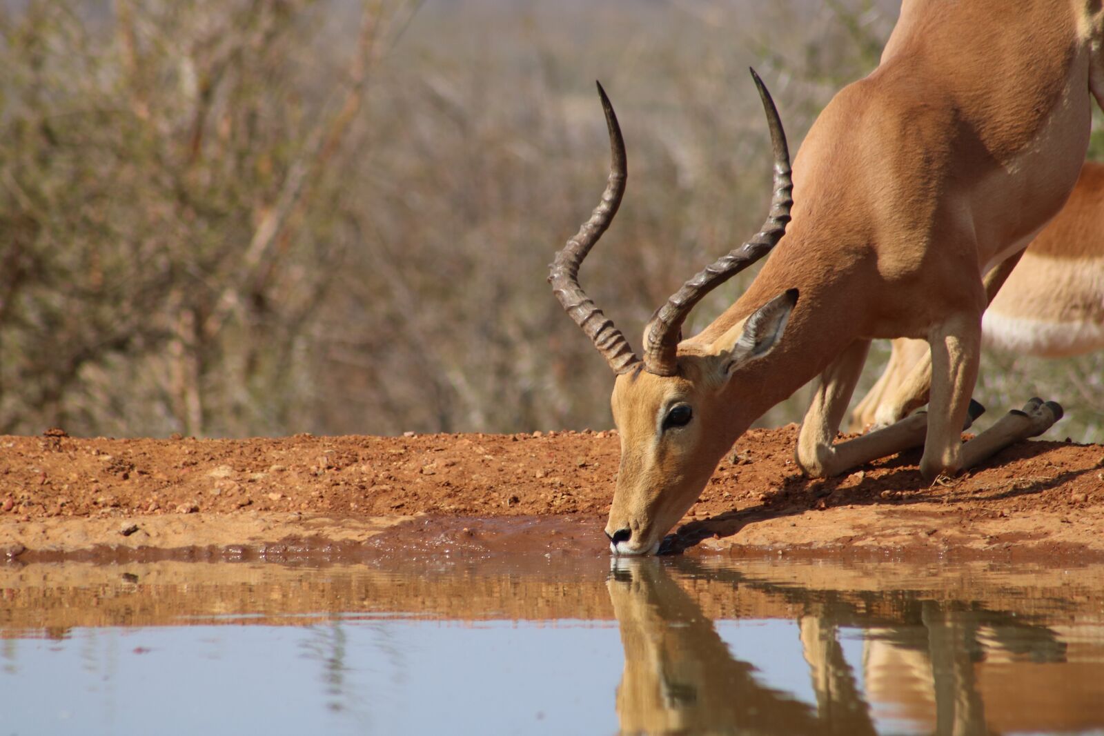 Canon EOS 750D (EOS Rebel T6i / EOS Kiss X8i) sample photo. Impala, africa, nature photography