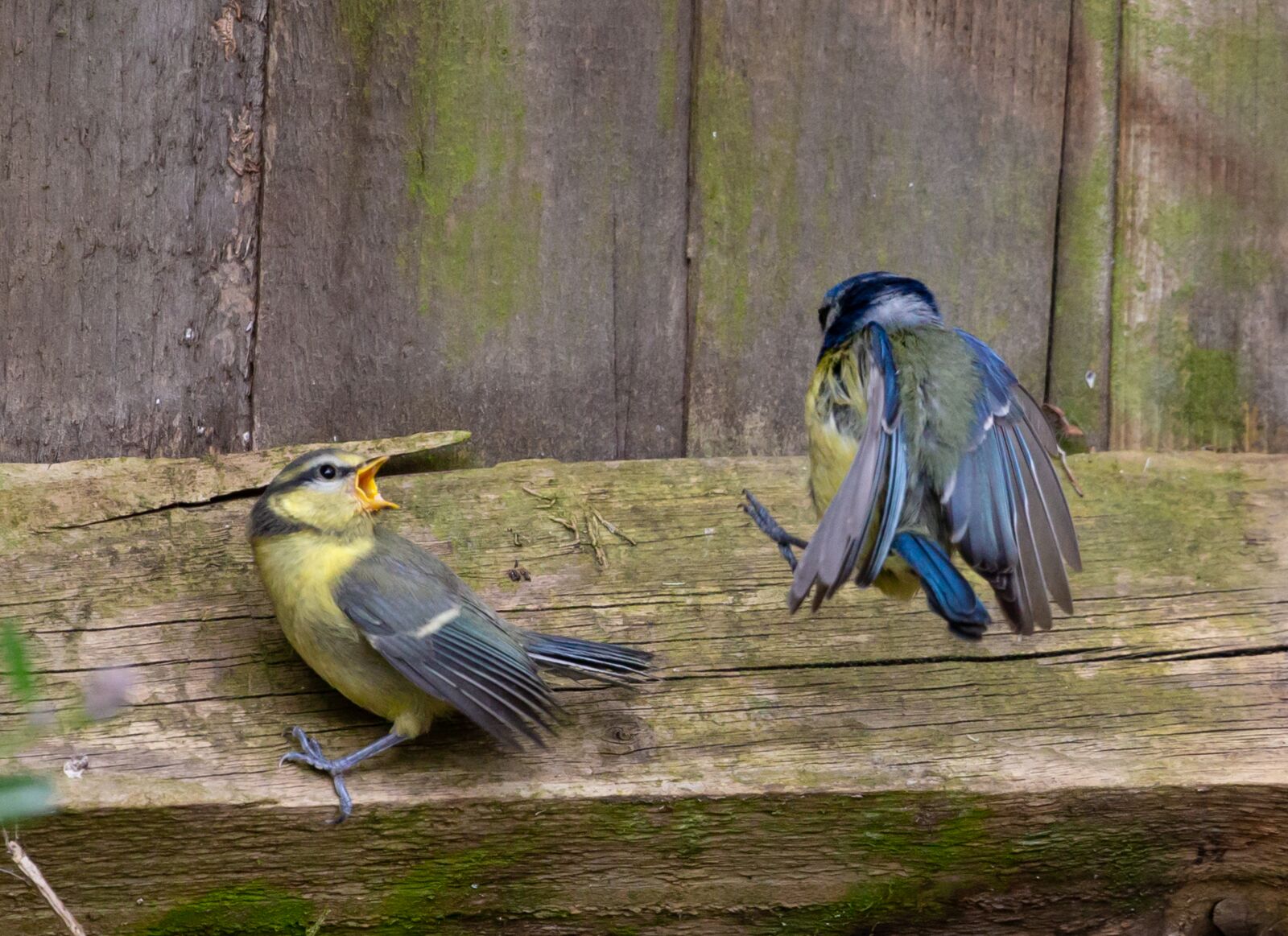 Canon EOS 5D Mark III sample photo. Fledgling blue tit, baby photography