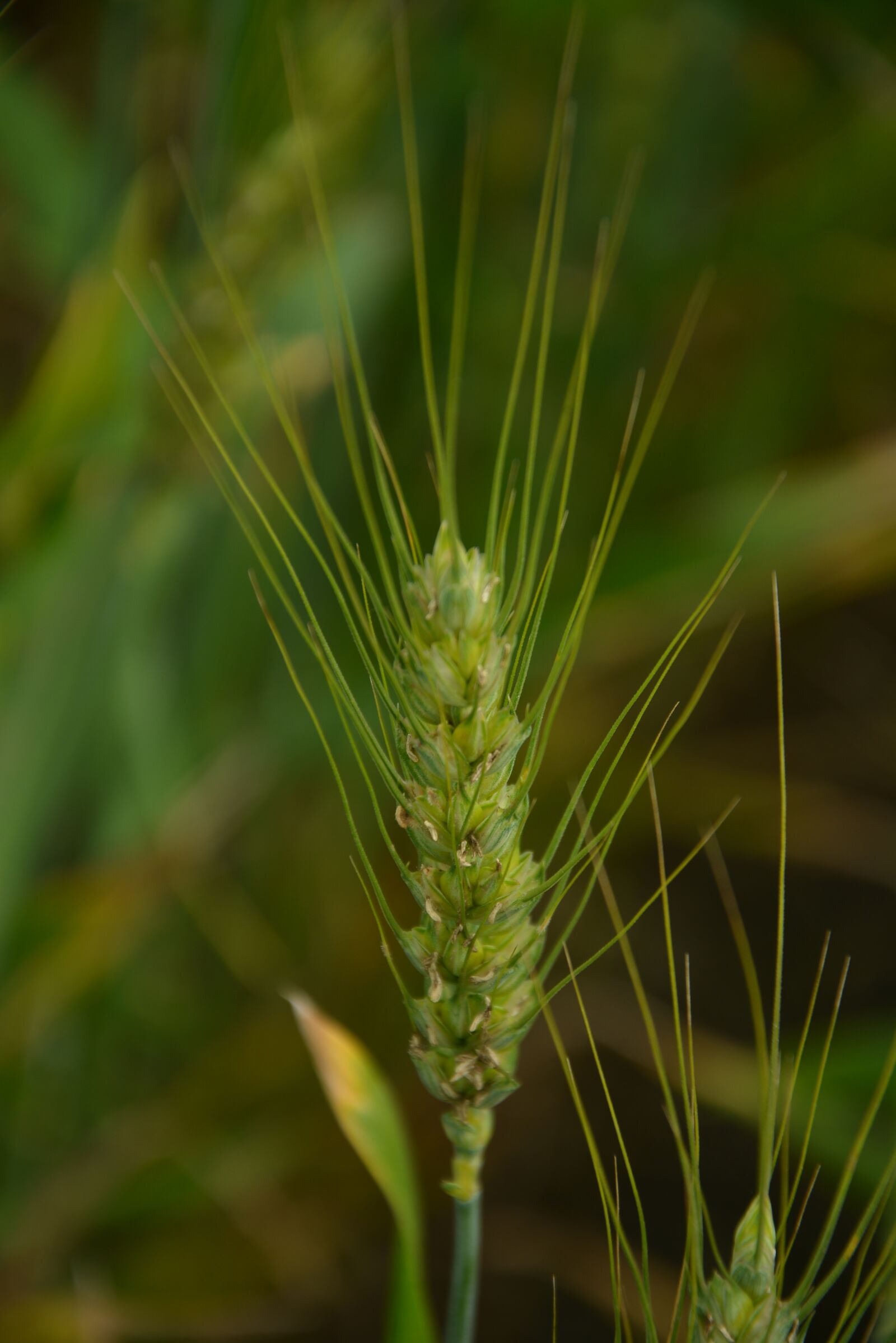 Nikon D5200 sample photo. Wheat, green, static photography
