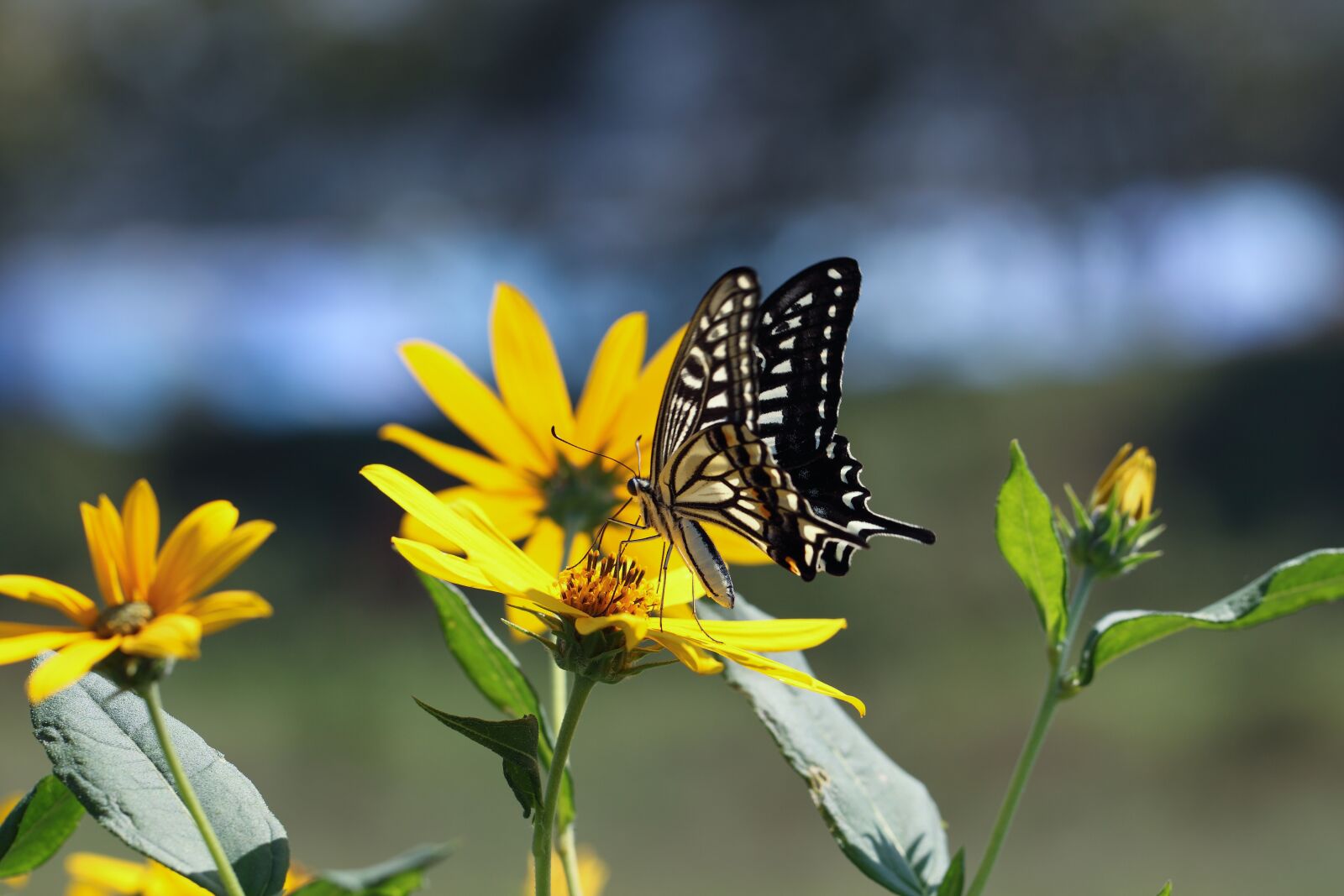 Canon EOS 5D Mark II sample photo. Nature, outdoors, insects photography