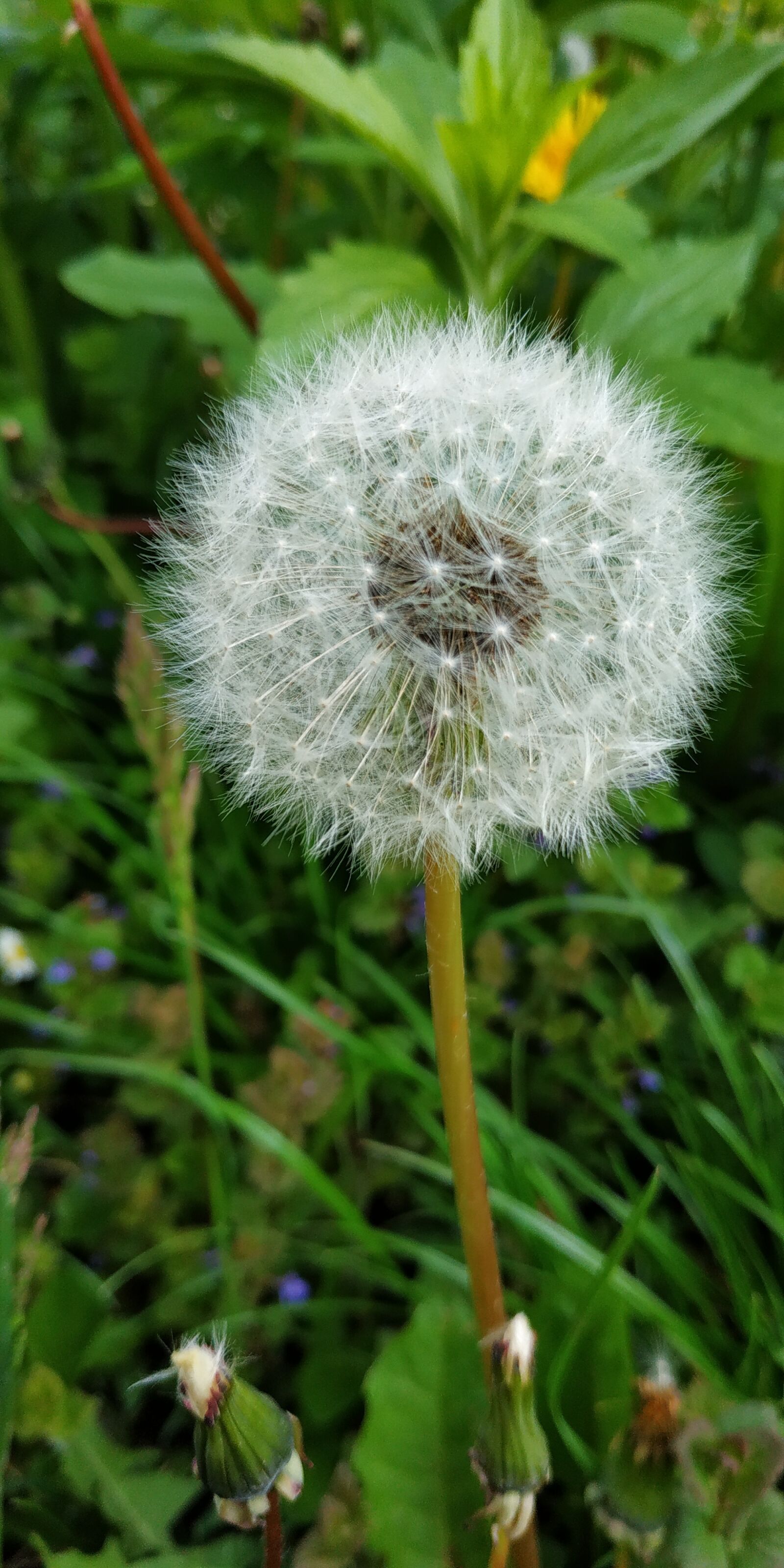 Xiaomi Redmi Note 5 sample photo. Dandelion, grass, nature photography