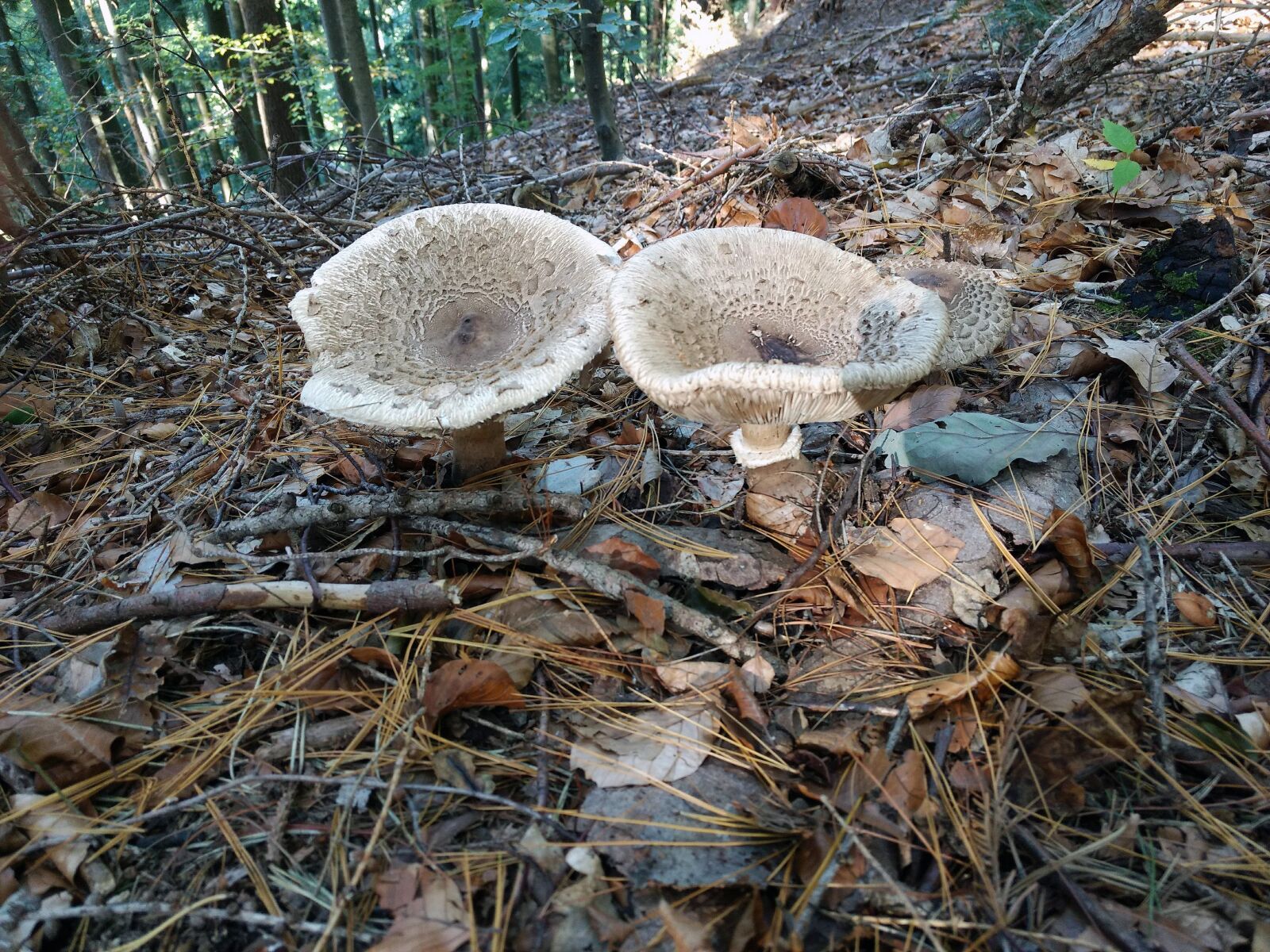 Motorola Moto G (4) sample photo. Mushrooms, forest, nature photography