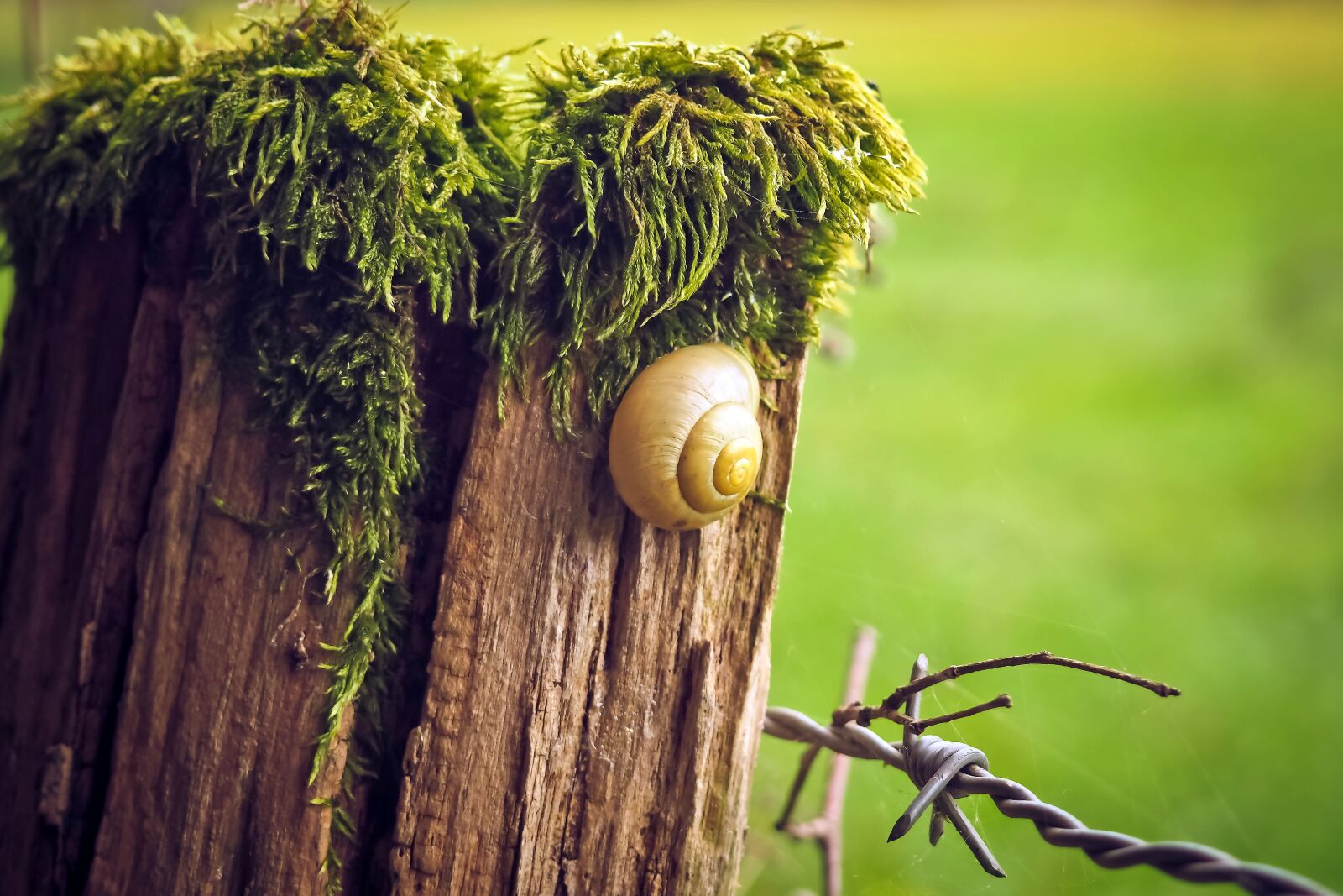 Olympus OM-D E-M10 sample photo. Wooden posts, fence post photography