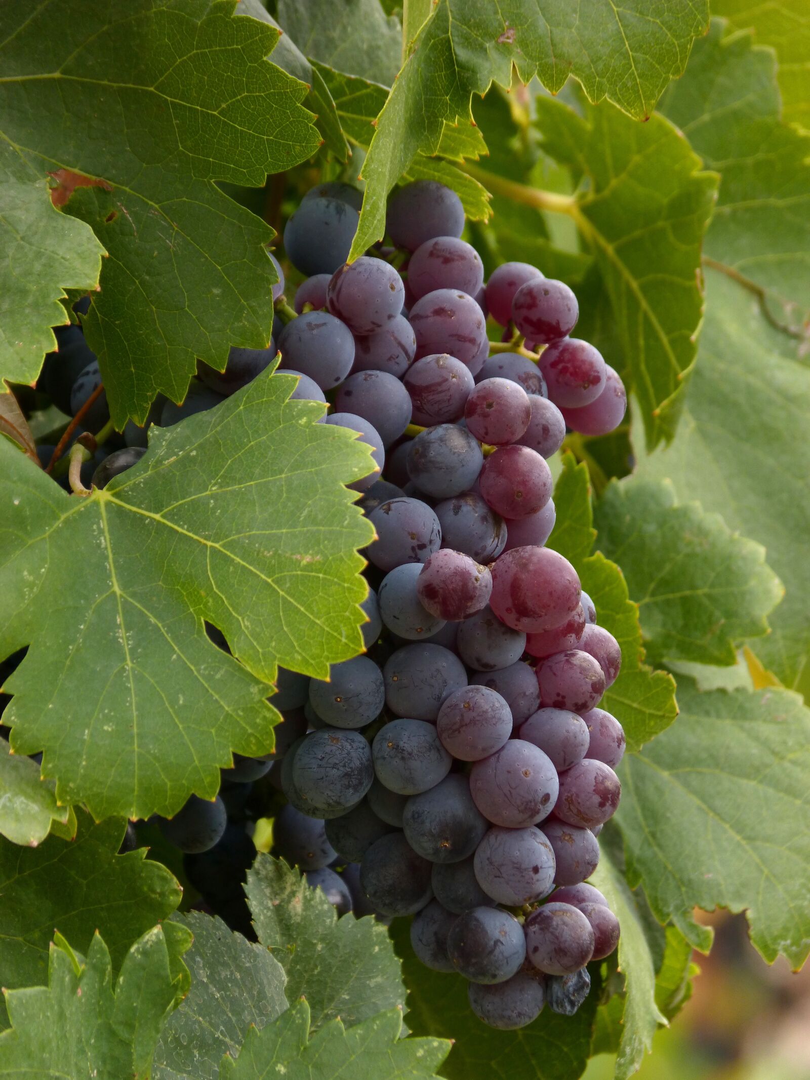 Panasonic DMC-FZ62 sample photo. Grape, cluster, vine photography