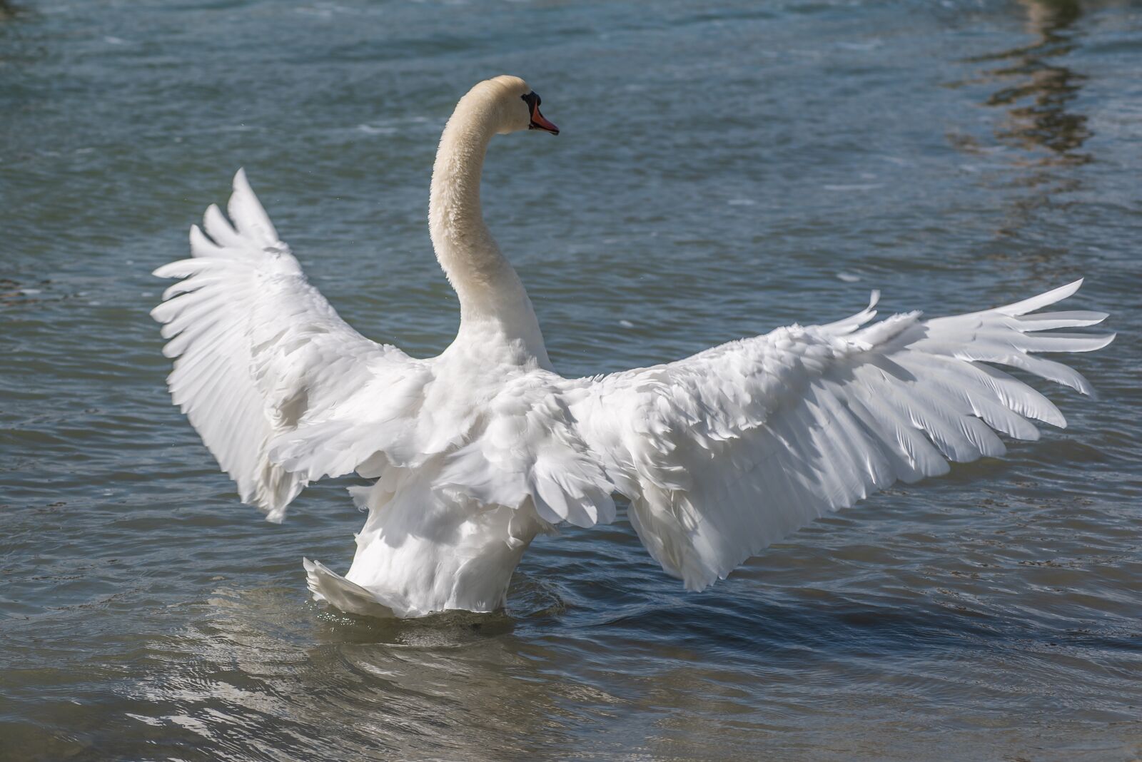 Nikon D750 sample photo. Swan, bird, animal photography