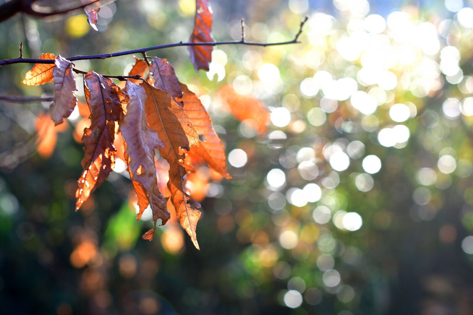 Nikon D500 sample photo. Dead leaves, the morning photography