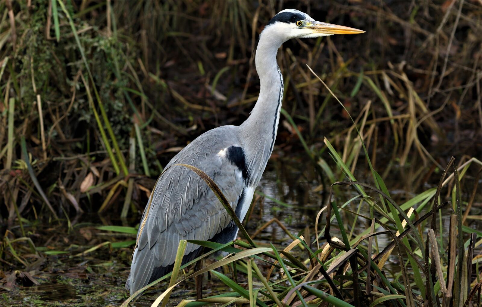 Canon EOS 7D Mark II sample photo. Heron, wading bird, animal photography