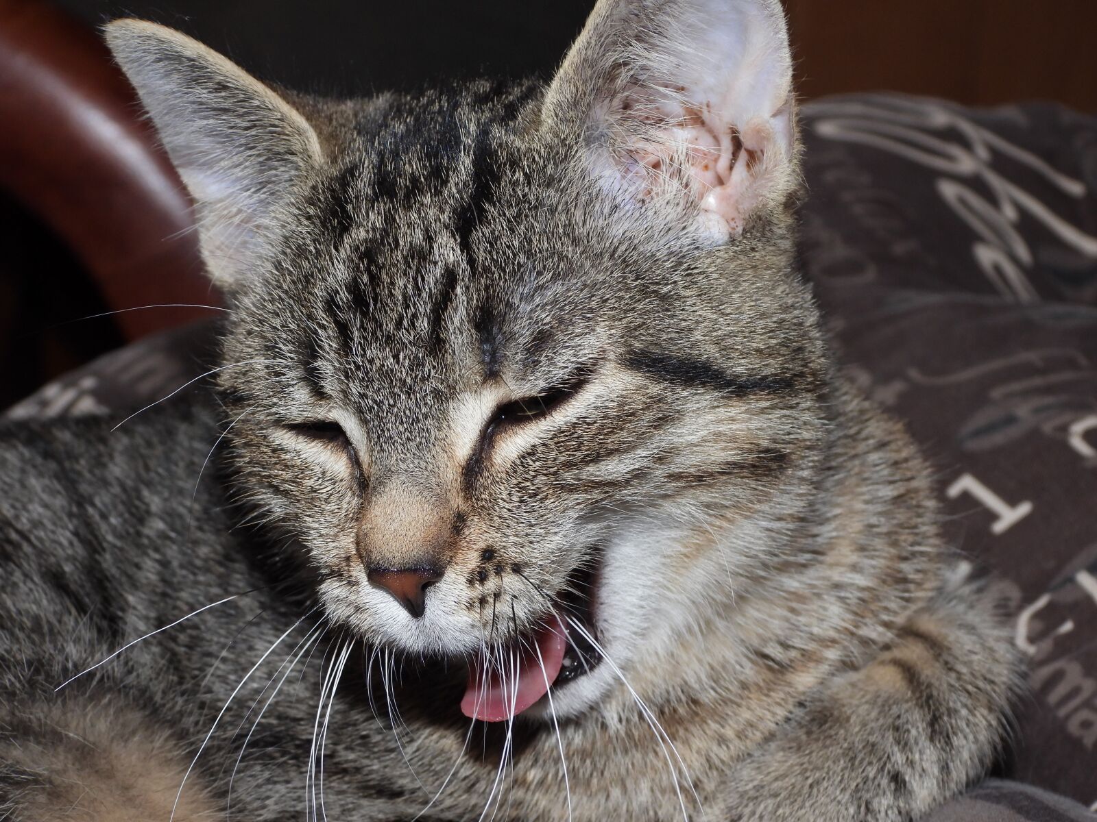 Nikon Coolpix P1000 sample photo. Cat, dachowiec, animal photography