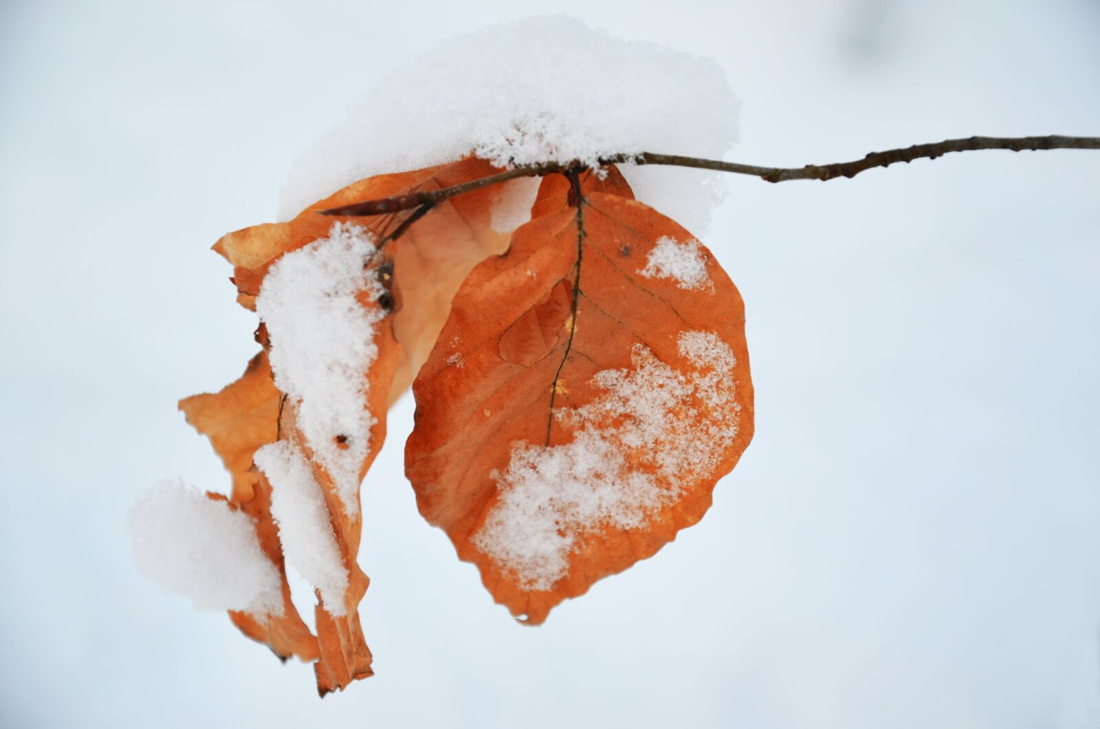 Nikon D5100 sample photo. Leaf, season, nature photography