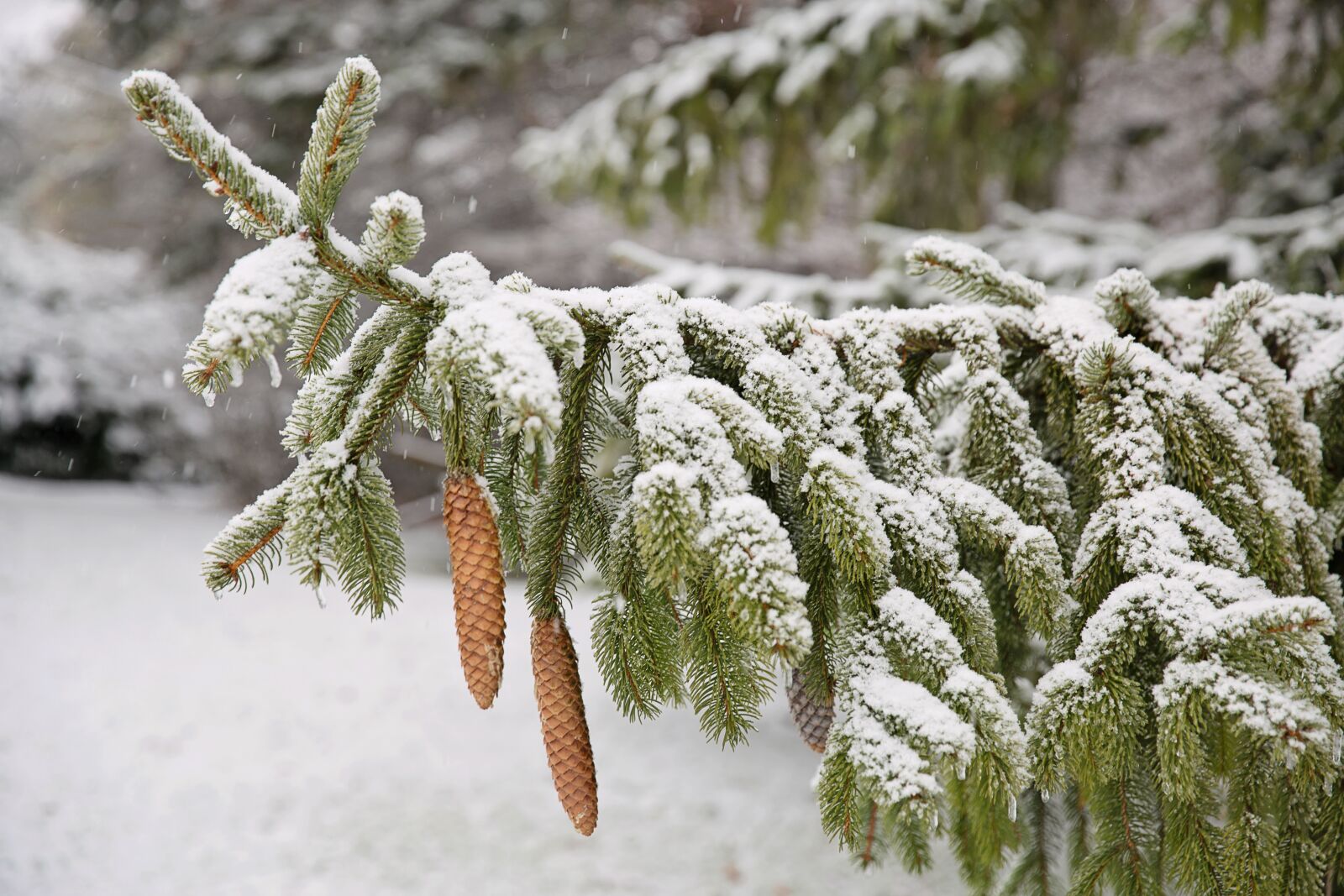 Canon EF 24-70mm F2.8L II USM sample photo. Pines, pine branch, snow photography