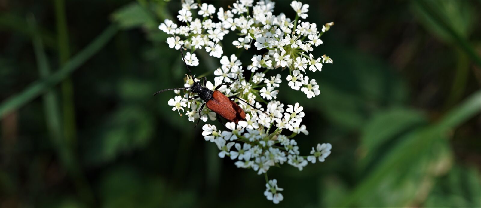 Sony a6000 + Sony E 30mm F3.5 Macro sample photo. Red beetle, white floret photography