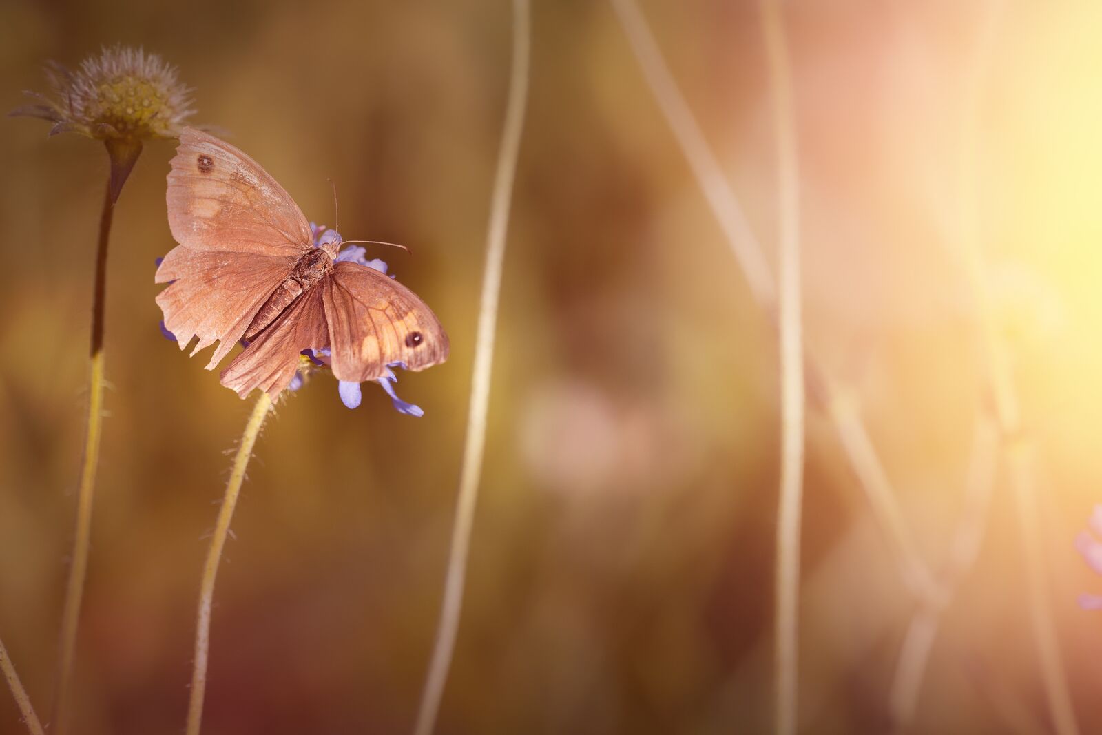 Nikon D7100 sample photo. Butterfly, meadow brown, insect photography