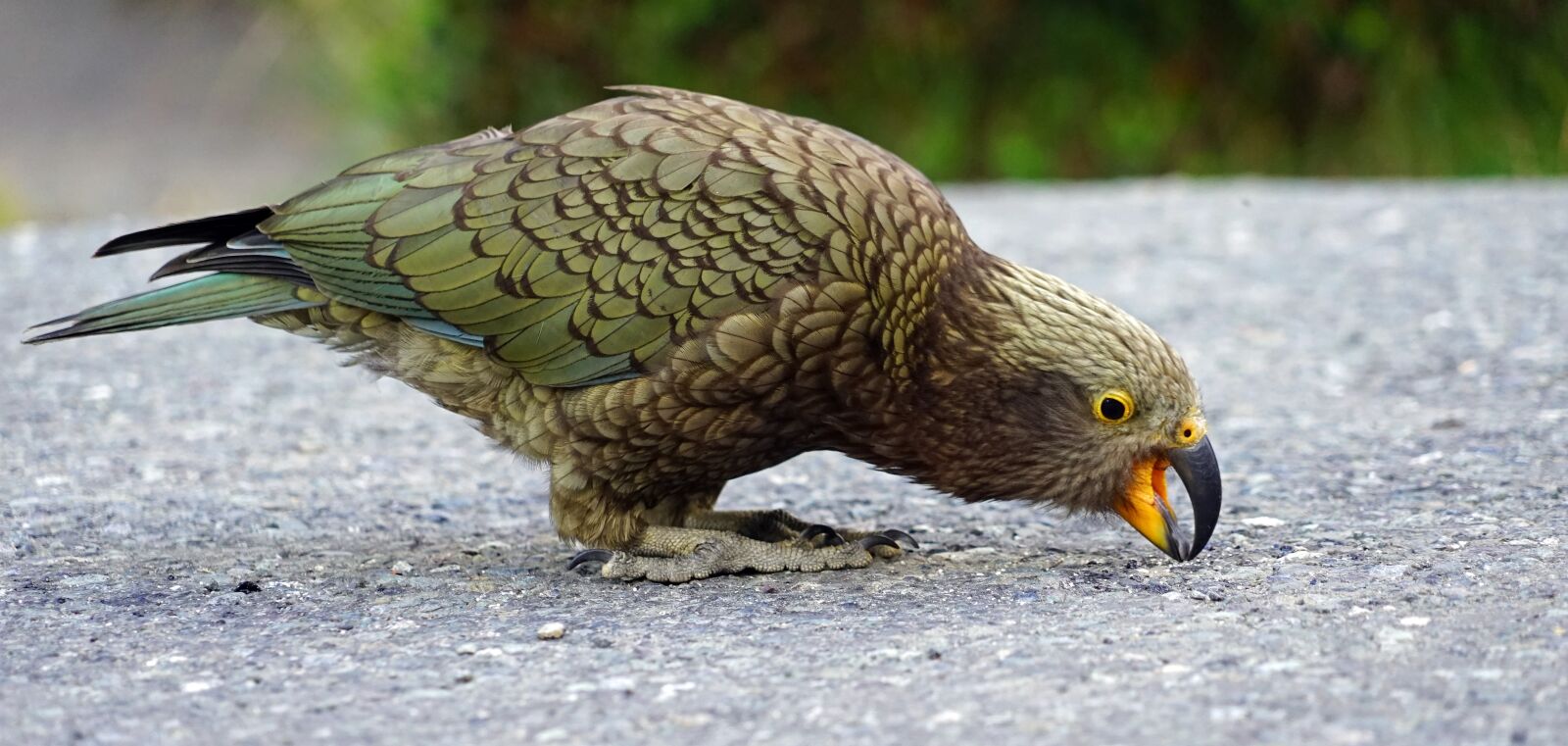 Sony a7 + Sony FE 24-240mm F3.5-6.3 OSS sample photo. Kea, mountain parrot, new photography