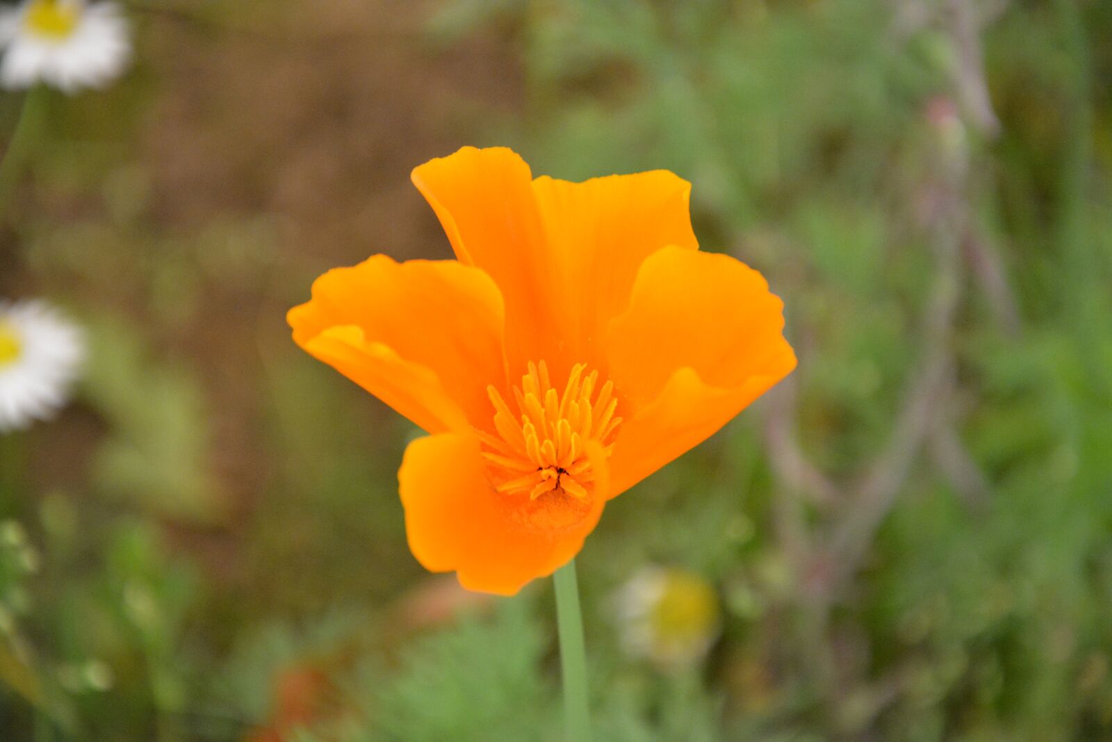 Nikon D5200 sample photo. Flower, green leaves, garden photography