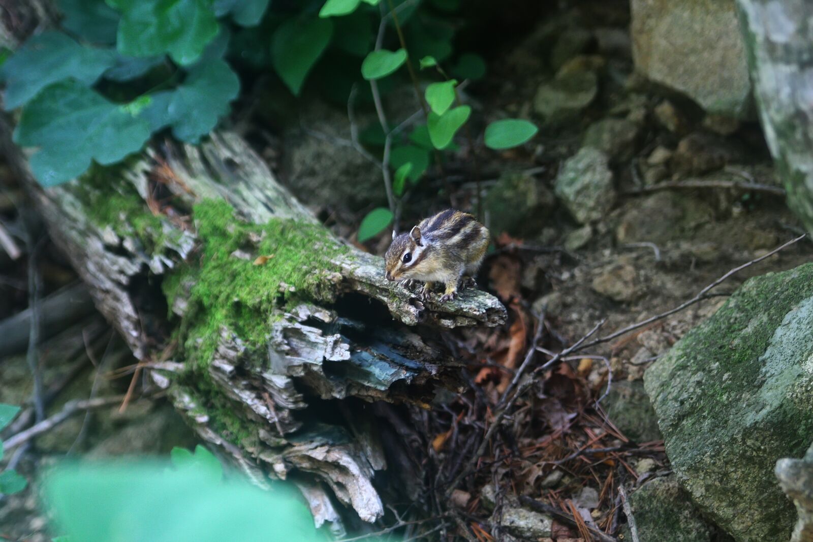 Canon EOS 40D sample photo. Squirrel, animal, nature photography