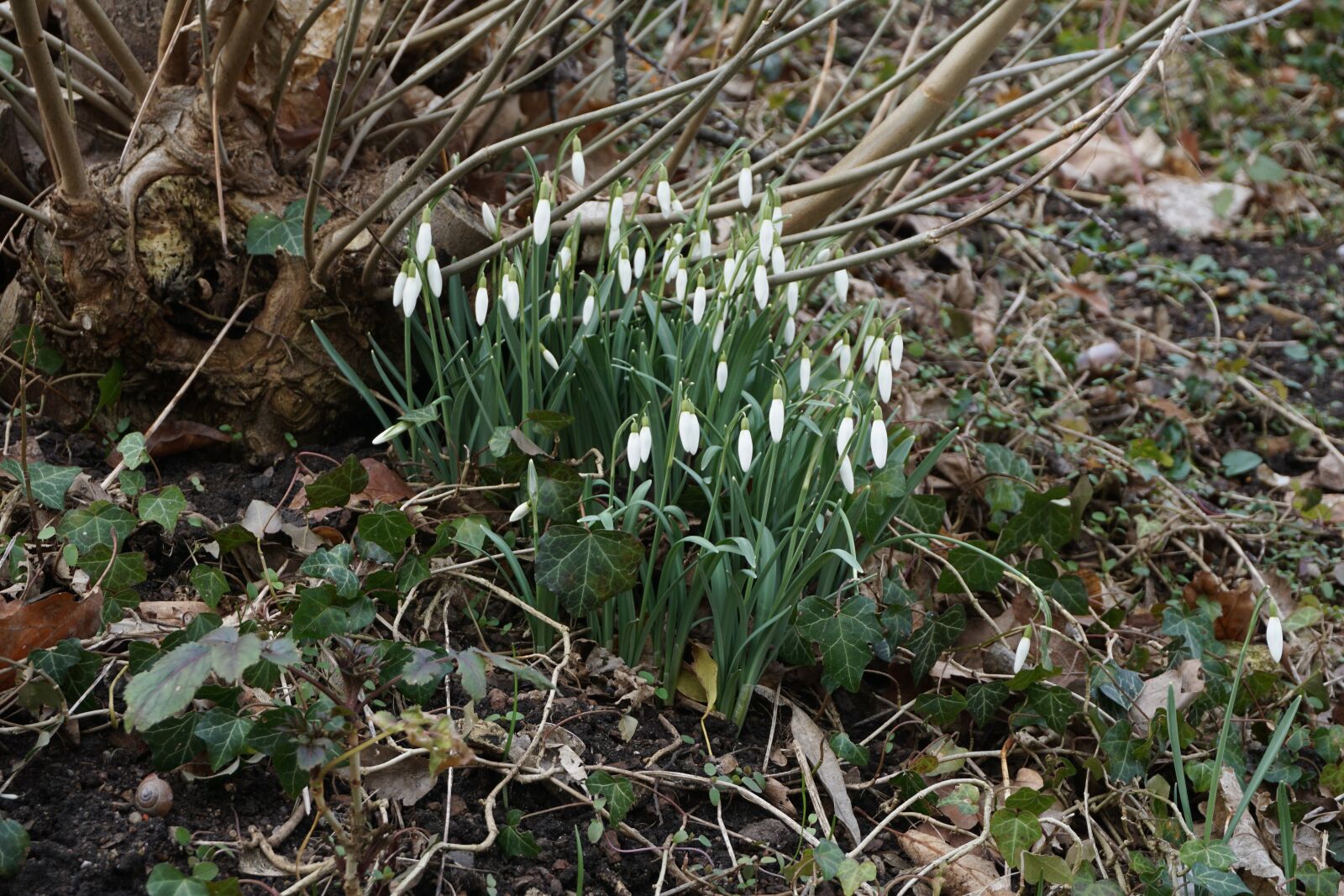 Sony E 16-50mm F3.5-5.6 PZ OSS sample photo. Snowdrop, fr hlingsbl her photography