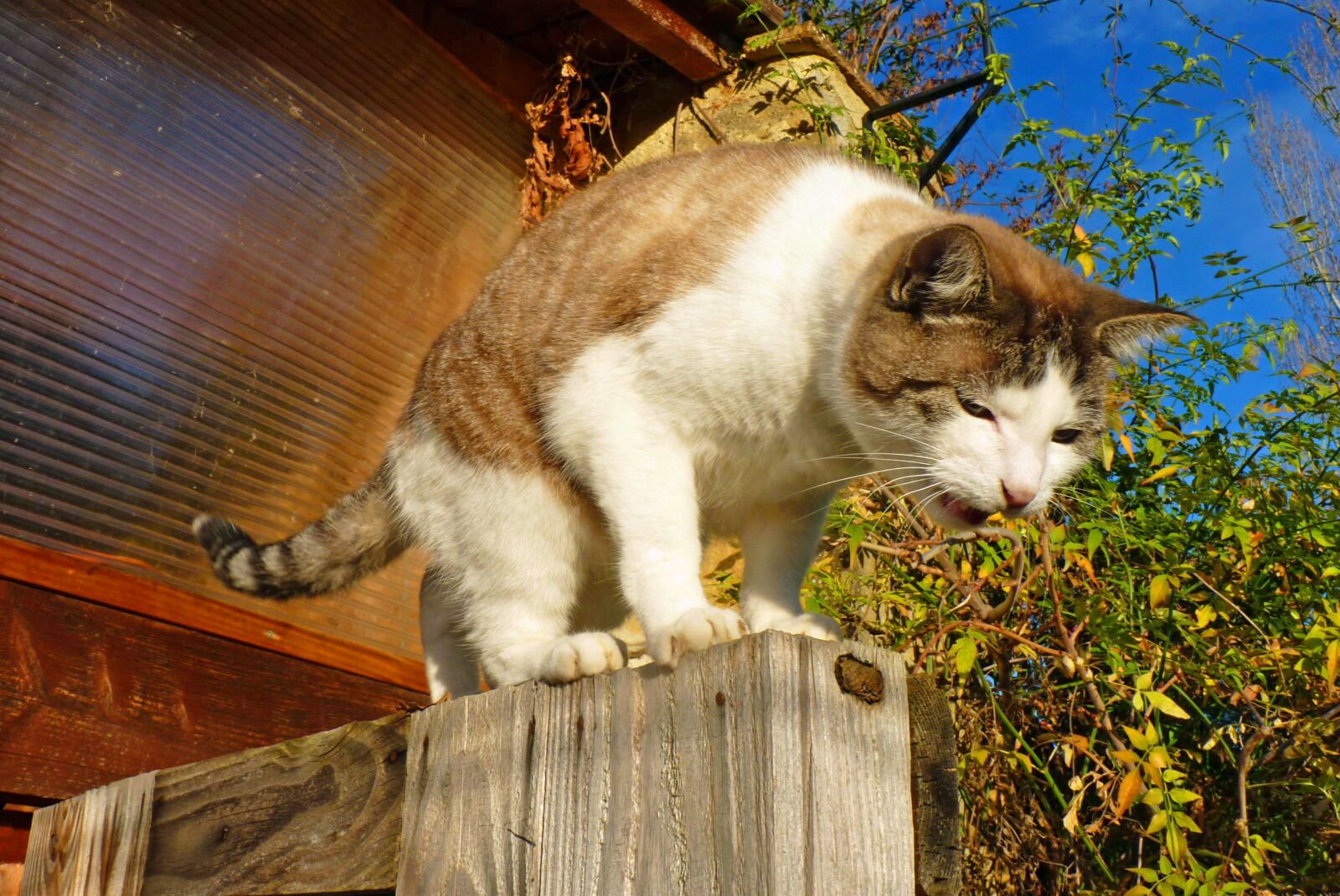 Panasonic Lumix DMC-FZ35 (Lumix DMC-FZ38) sample photo. Cat, feline, domestic animal photography