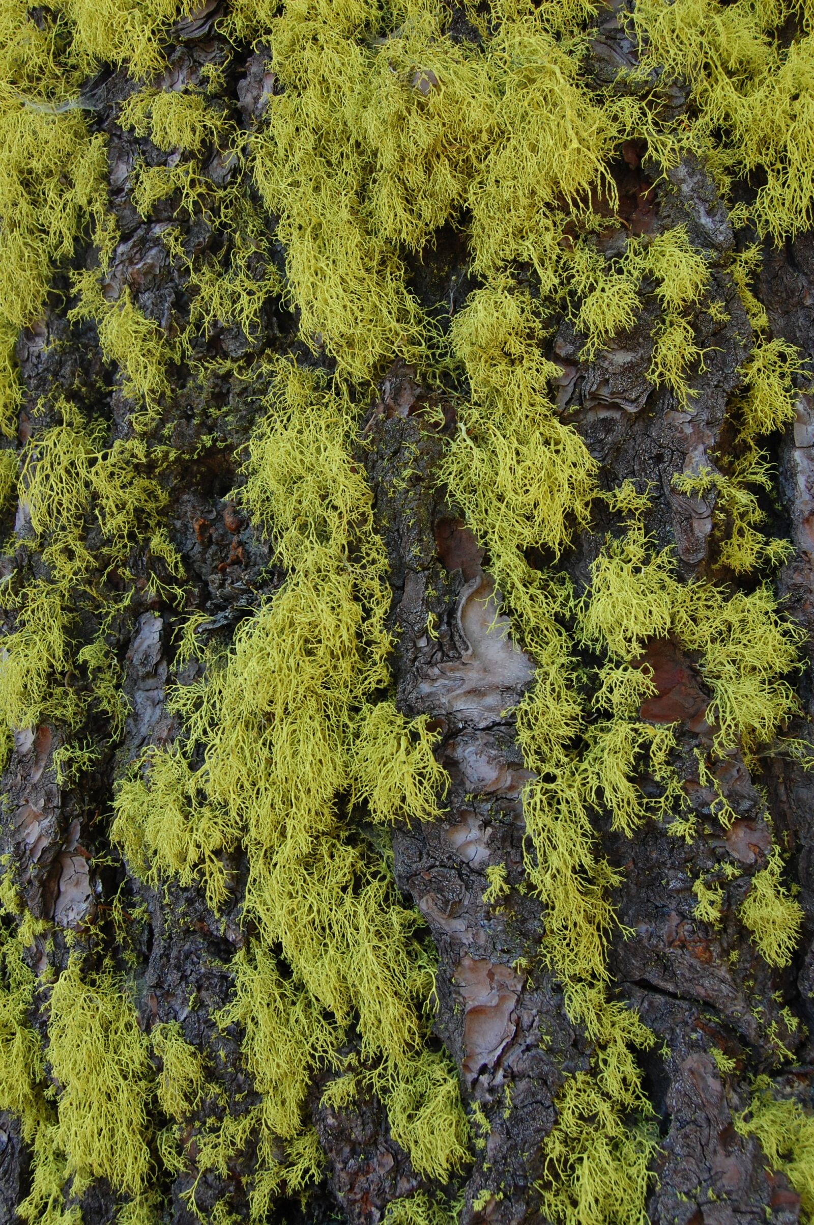 Nikon D40 sample photo. Moss, bark, yellow photography