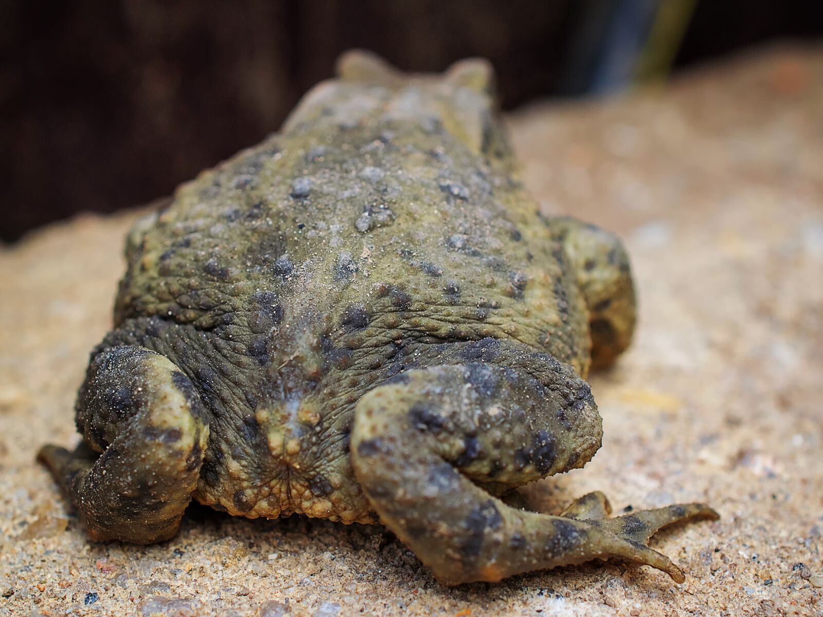 Nikon D3300 sample photo. Common toad, nature, animal photography