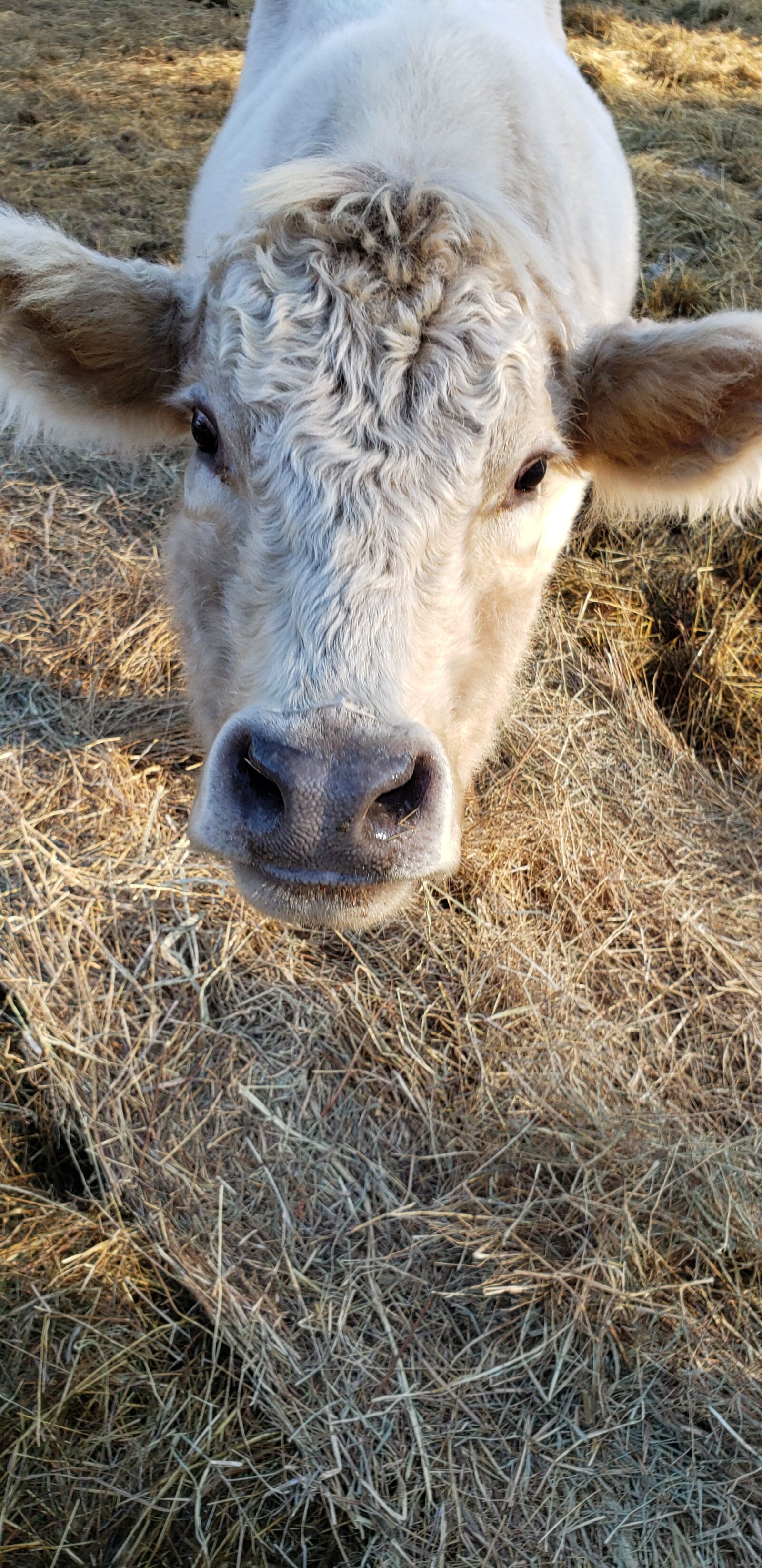 Samsung Galaxy Note9 sample photo. Calf, white, cow photography