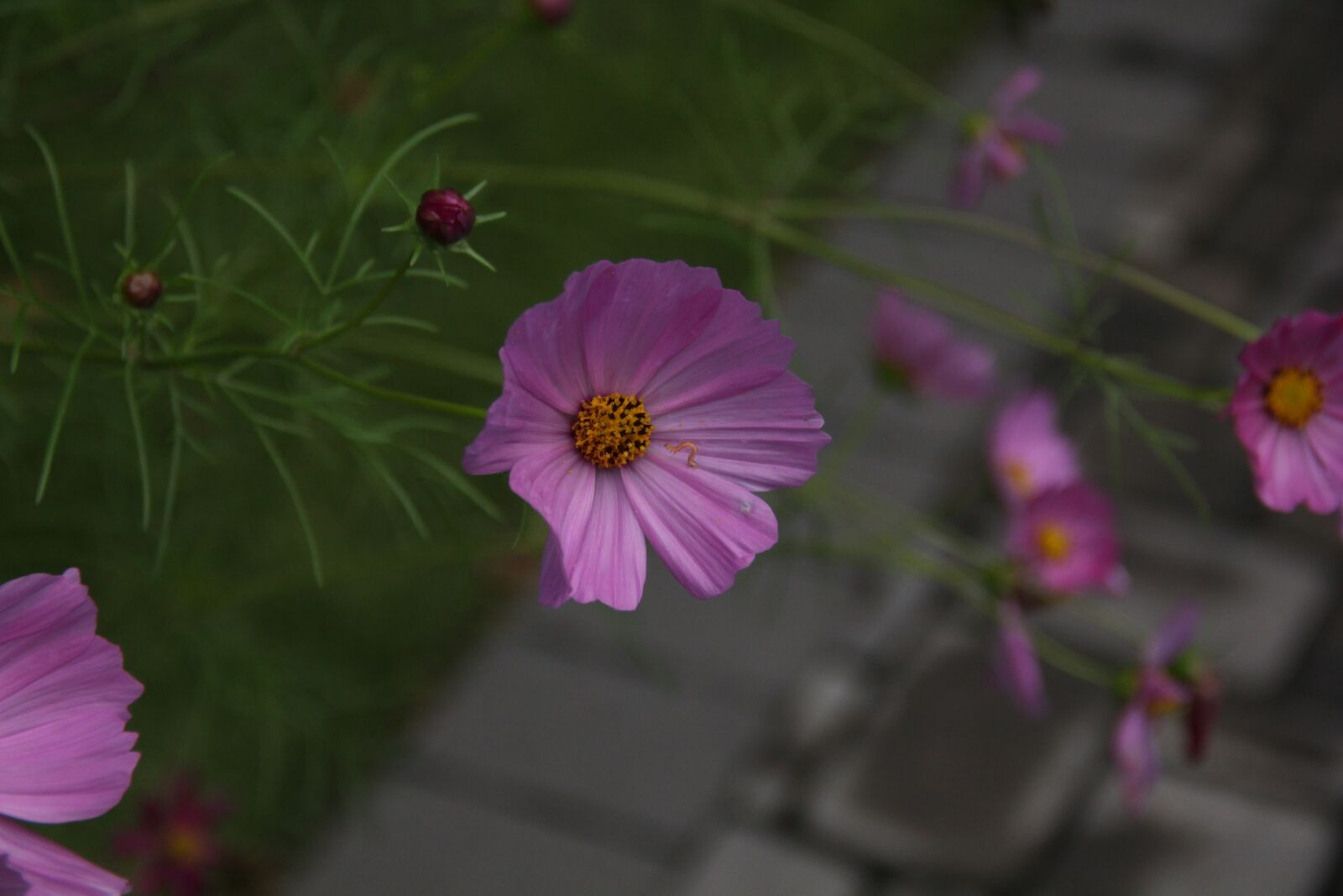 Canon EOS 550D (EOS Rebel T2i / EOS Kiss X4) sample photo. Flower, cosmo, pink photography