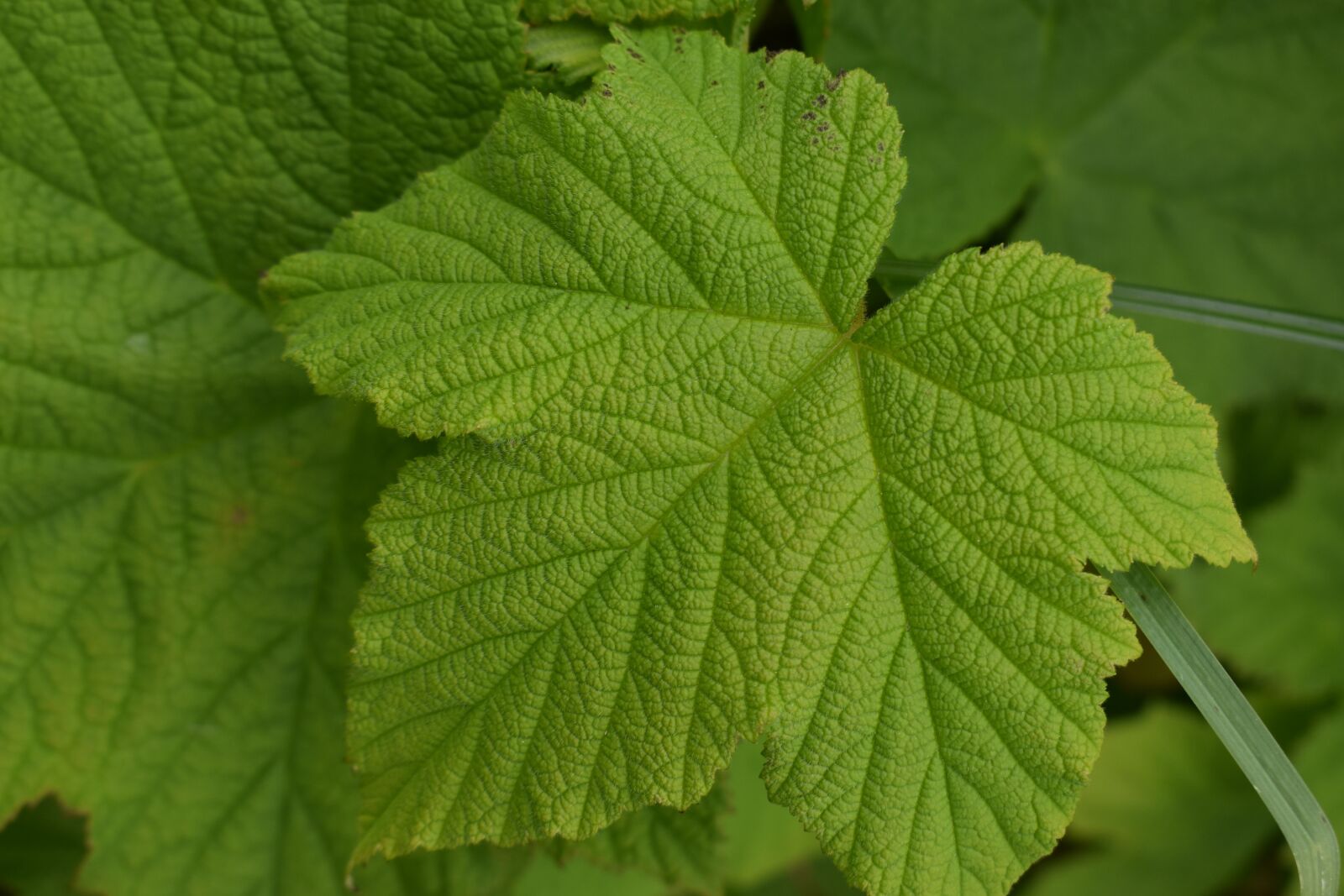 Nikon D3500 sample photo. Green, leaves, nature photography