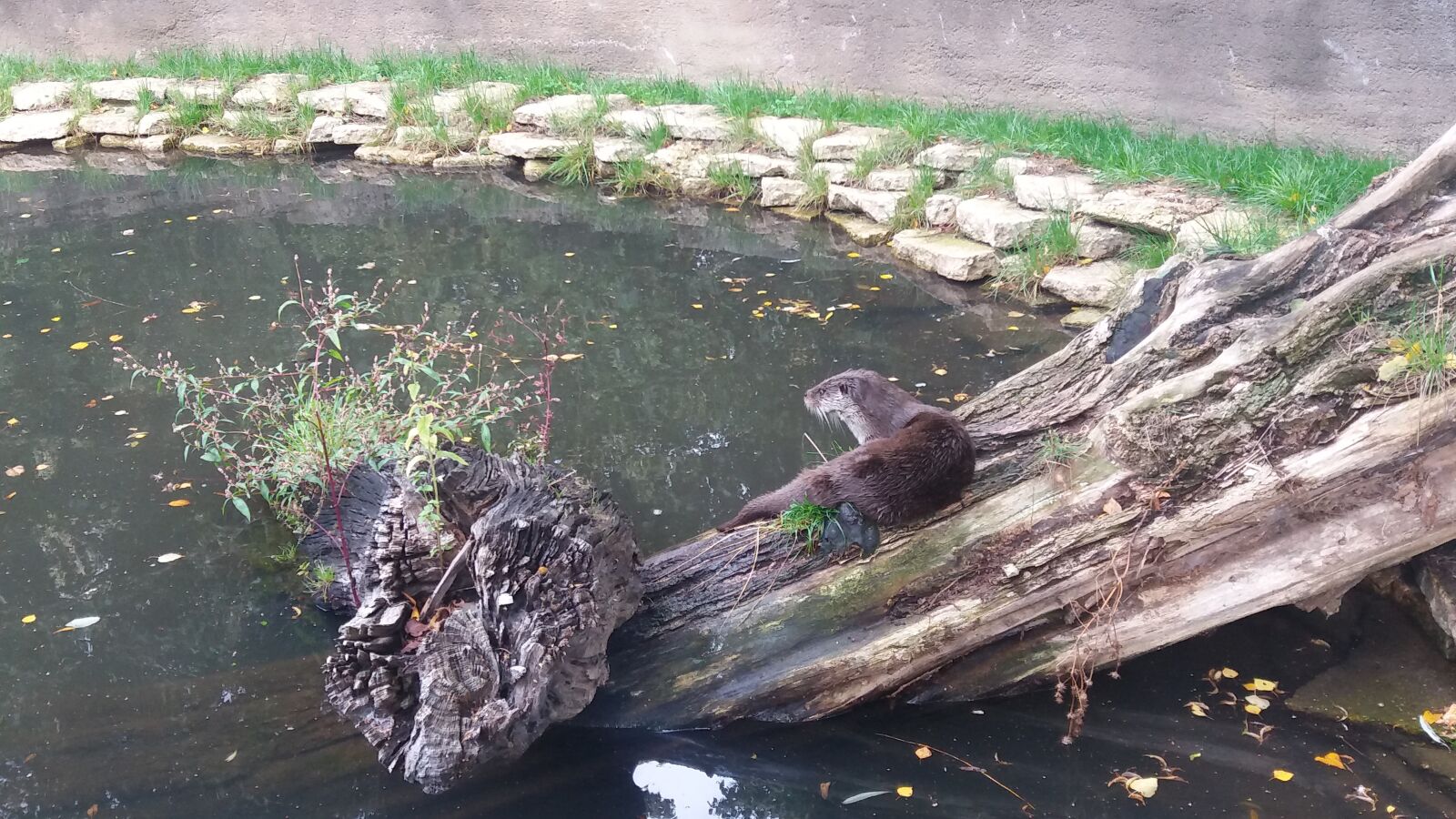 Samsung SM-J500FN sample photo. Otter, tree, forest photography