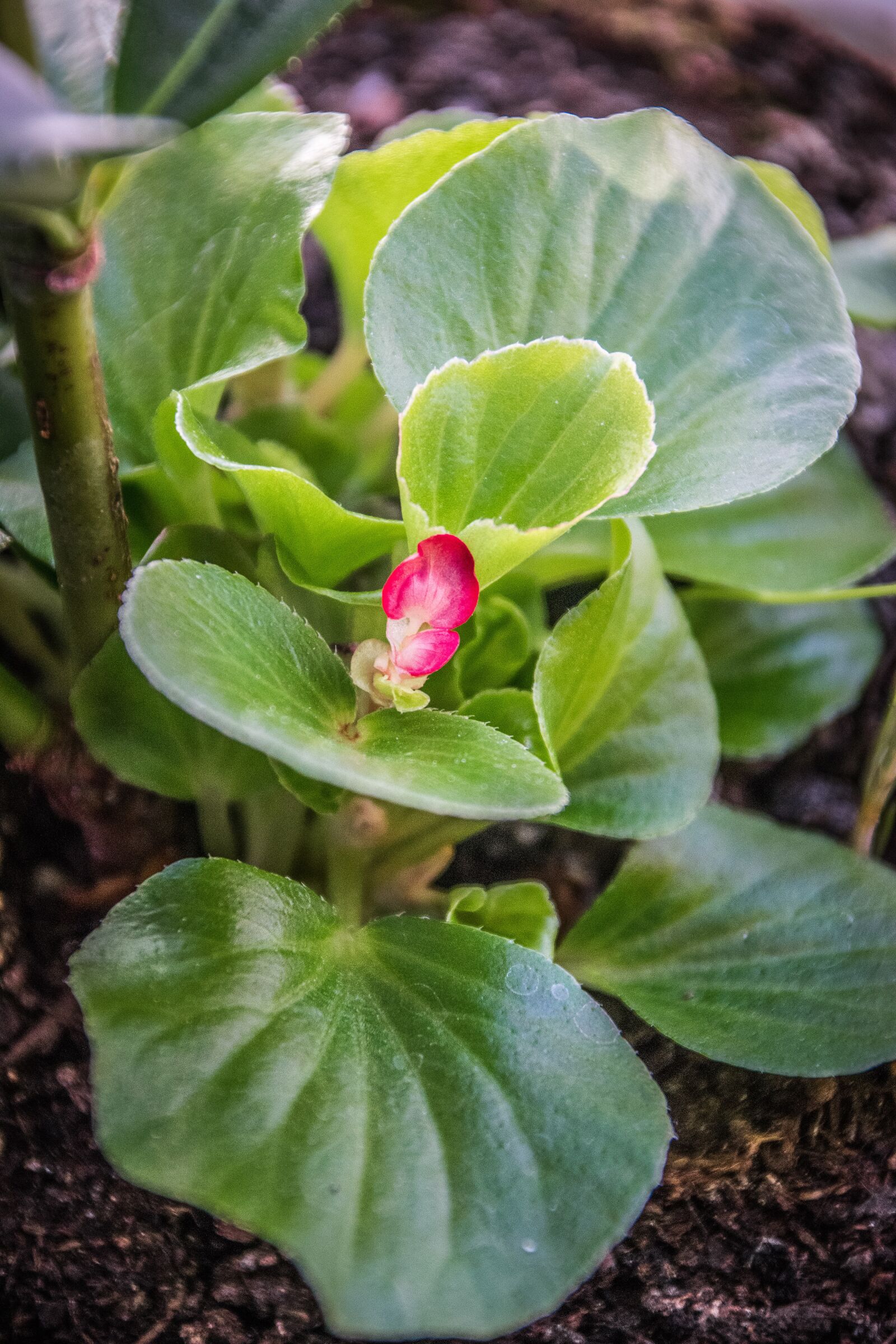 Nikon D5300 sample photo. Plant, flower, flora photography