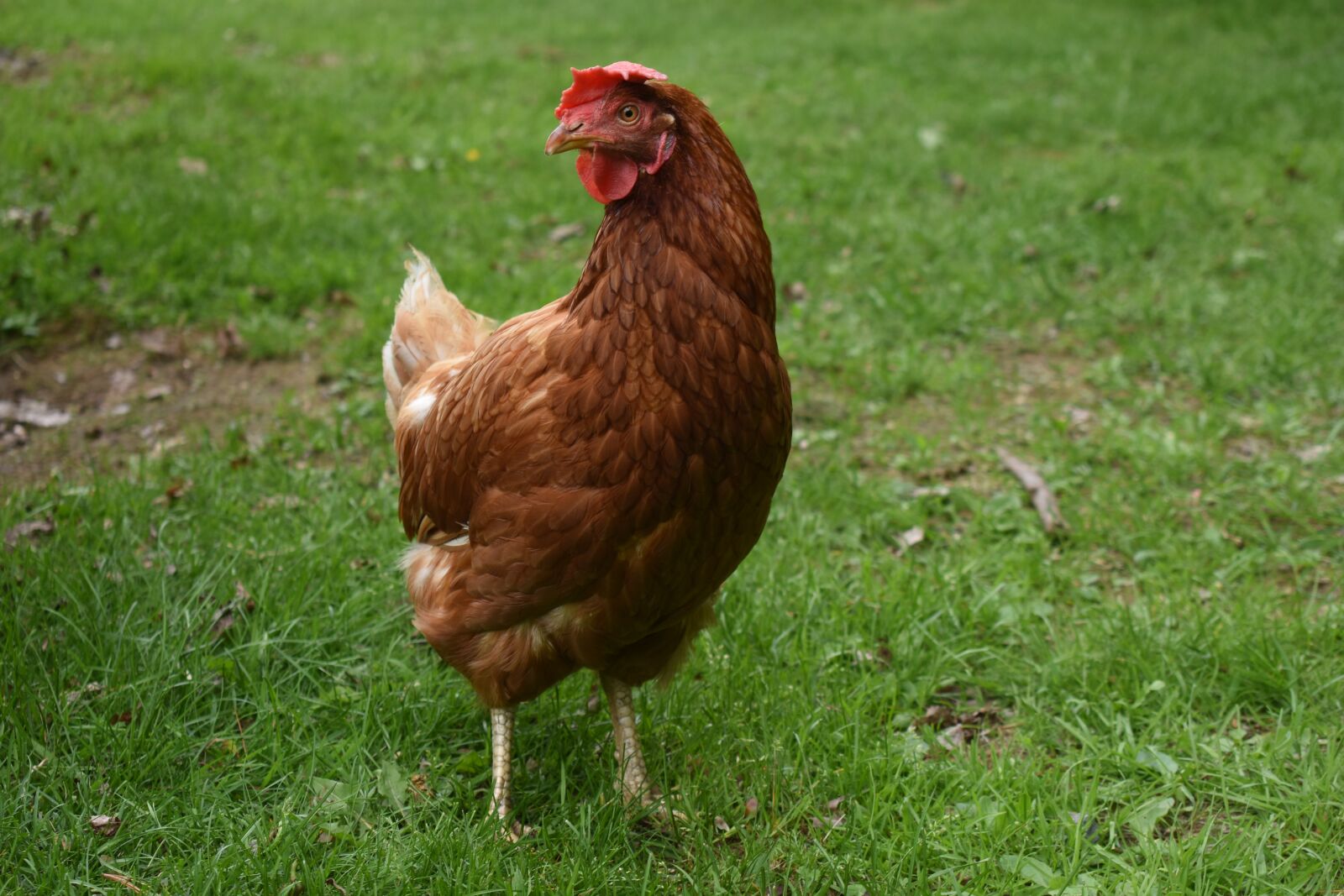 Nikon D3400 sample photo. Chicken, farm, animal photography