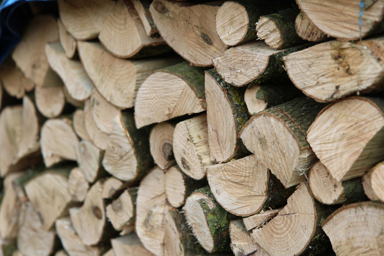 Canon EOS 600D (Rebel EOS T3i / EOS Kiss X5) sample photo. Wood, wood cutting, stere photography