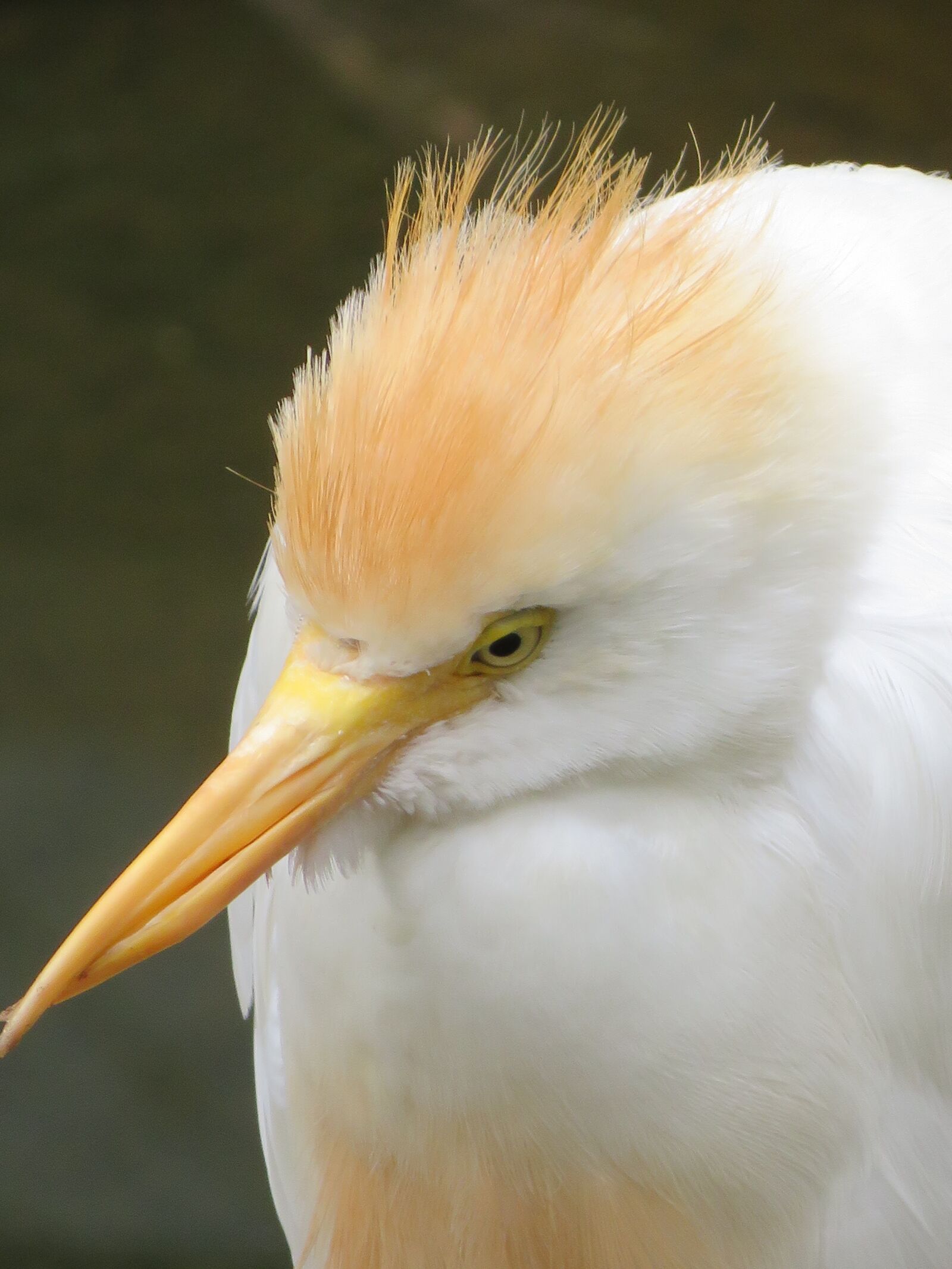 Canon PowerShot SX720 HS sample photo. Egret, bird, beak photography