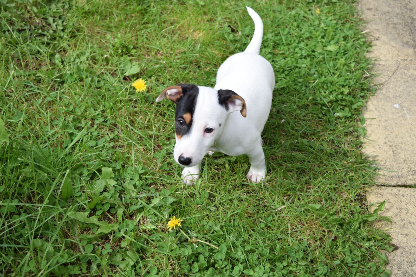Nikon D5300 sample photo. Dog, jack russell terrier photography