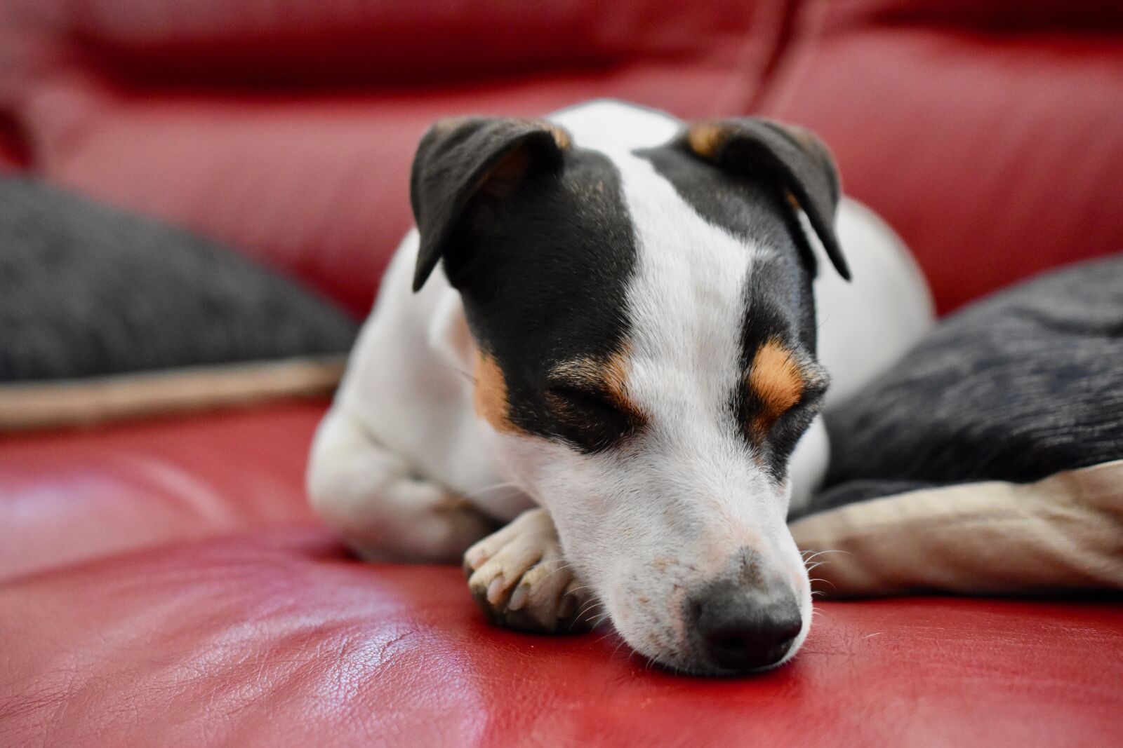 Nikon D5600 sample photo. Jack russel, dog, sleep photography
