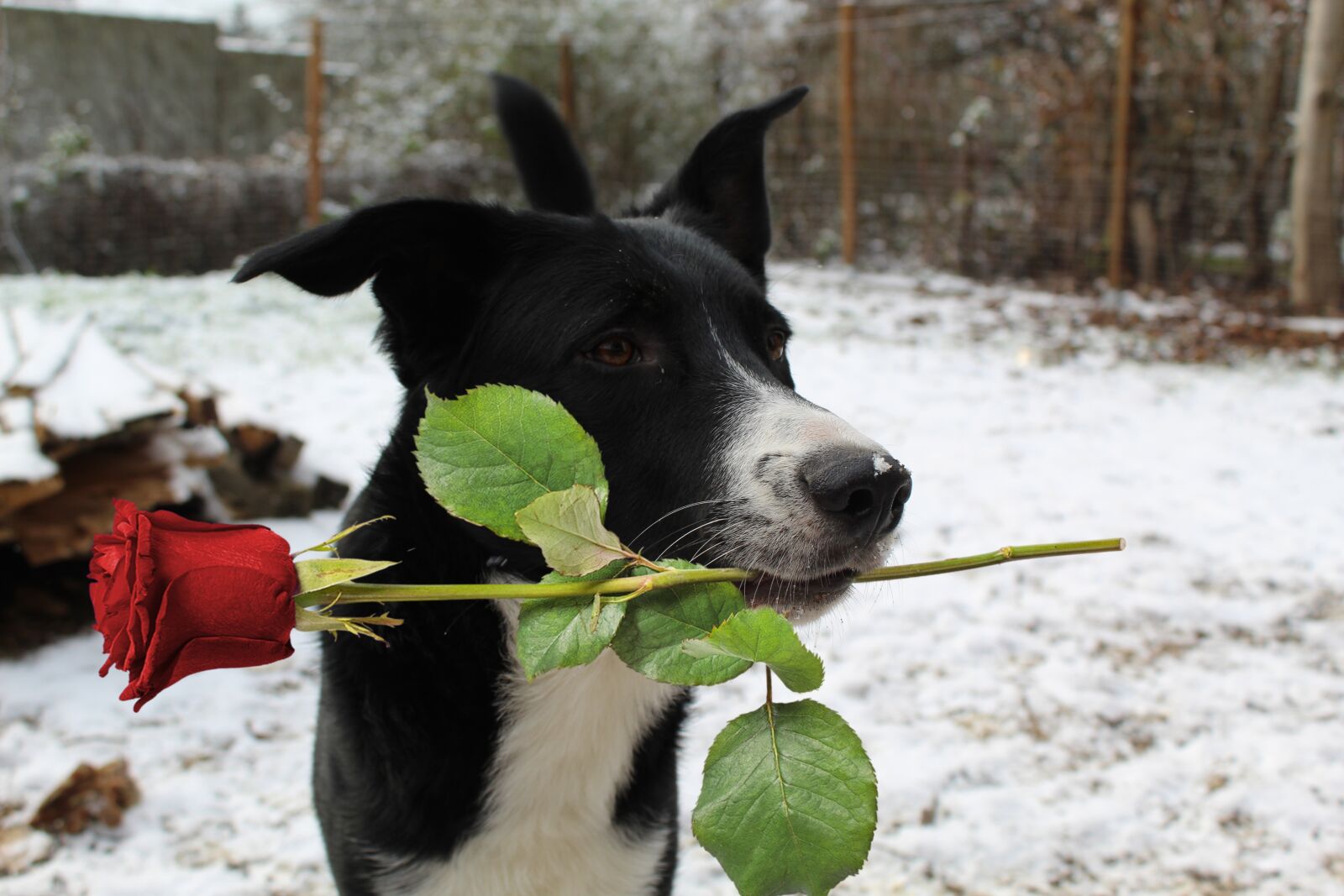 Canon EOS 4000D (EOS Rebel T100 / EOS 3000D) sample photo. Dog, rose, snow photography