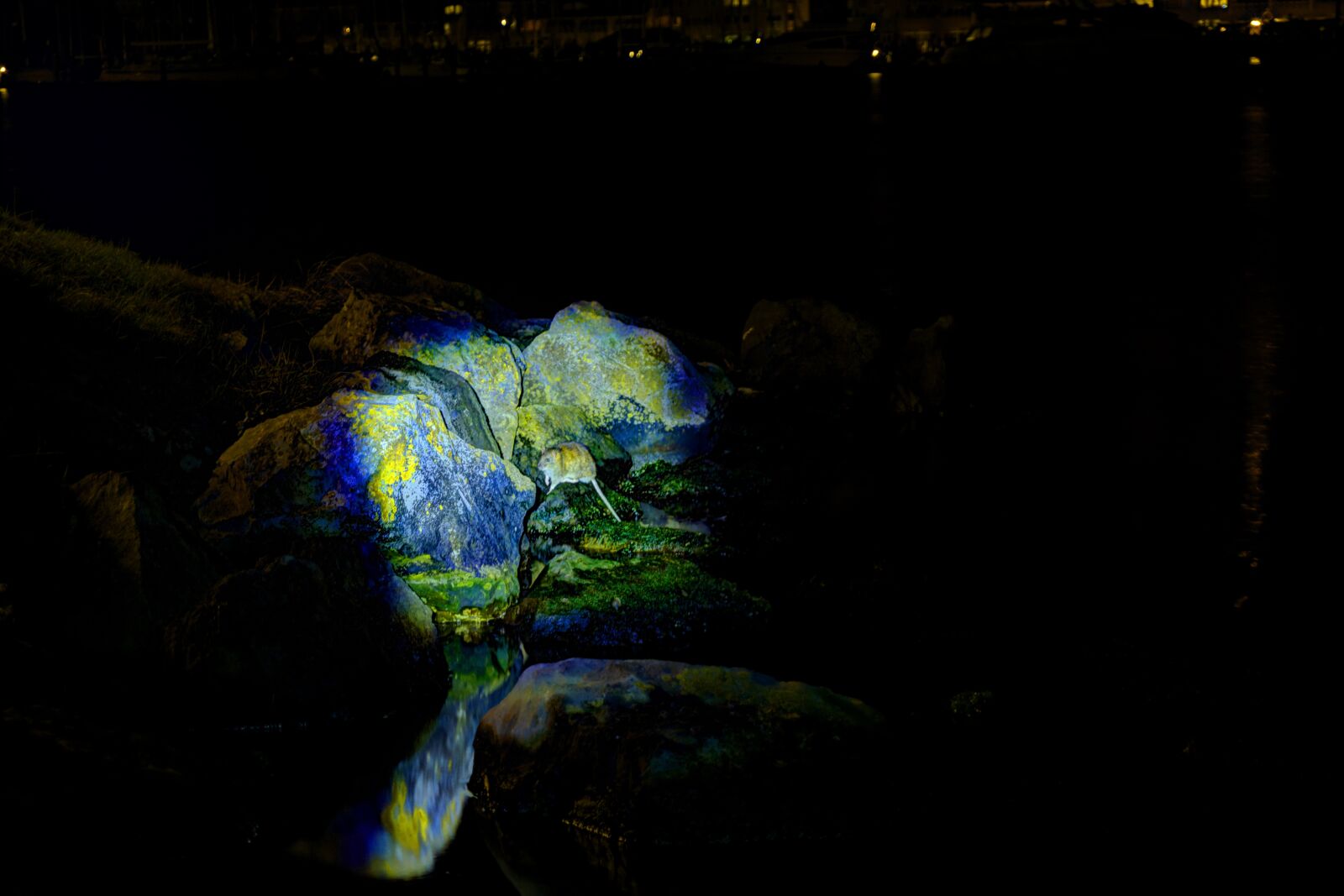 Sony a6000 sample photo. Night, rat, mascot photography