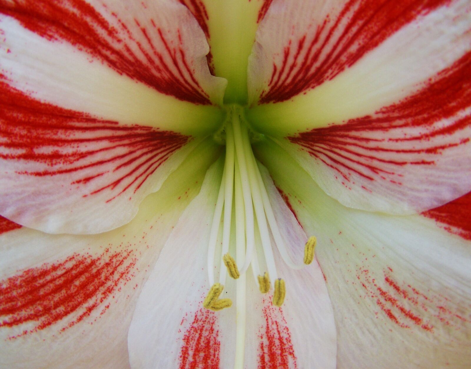 Kodak EASYSHARE ZD710 ZOOM DIGITAL CAMERA sample photo. Amaryllis, cone inflorescence, bulbous photography