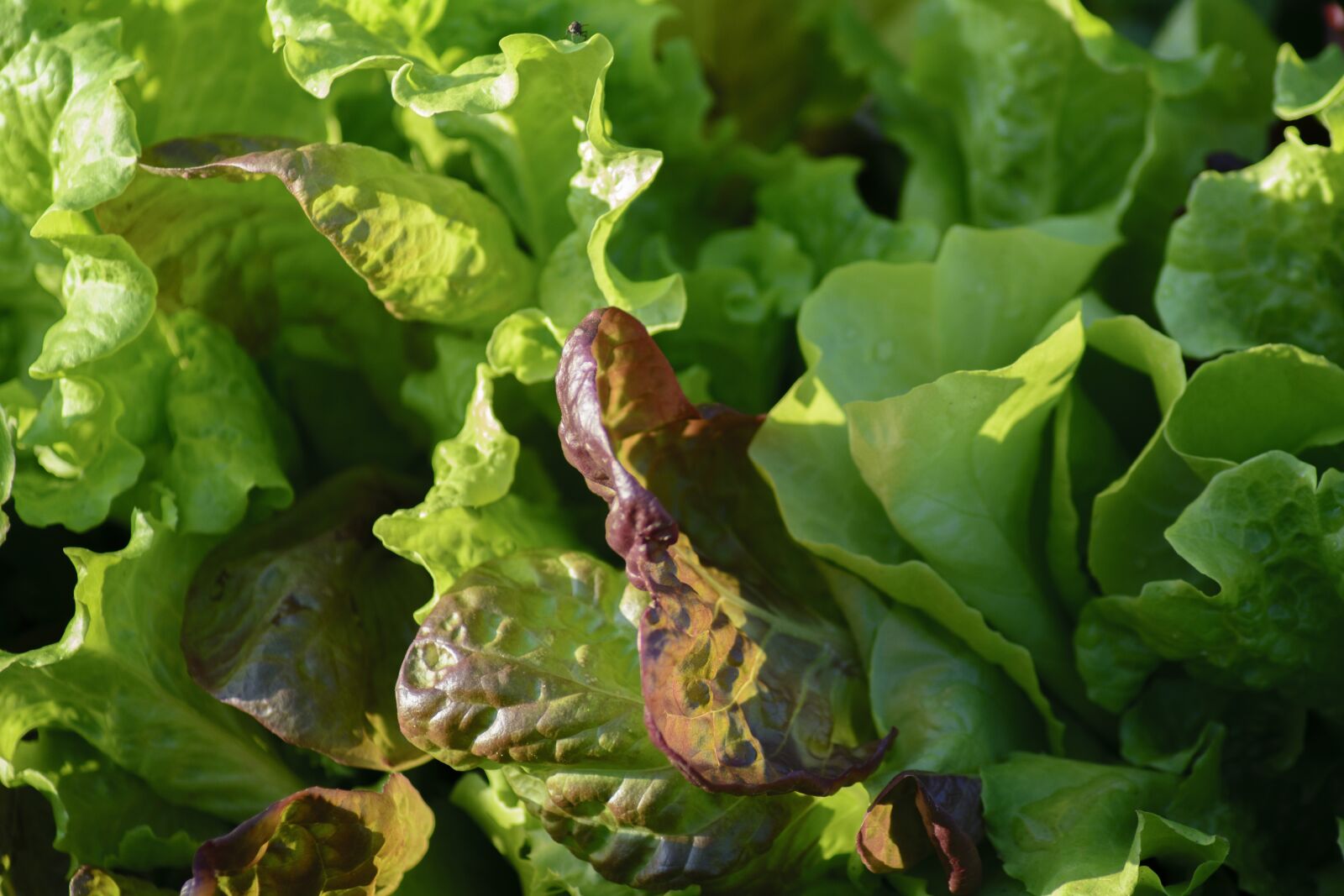 Nikon D7100 sample photo. Salad, lettuce, garden photography