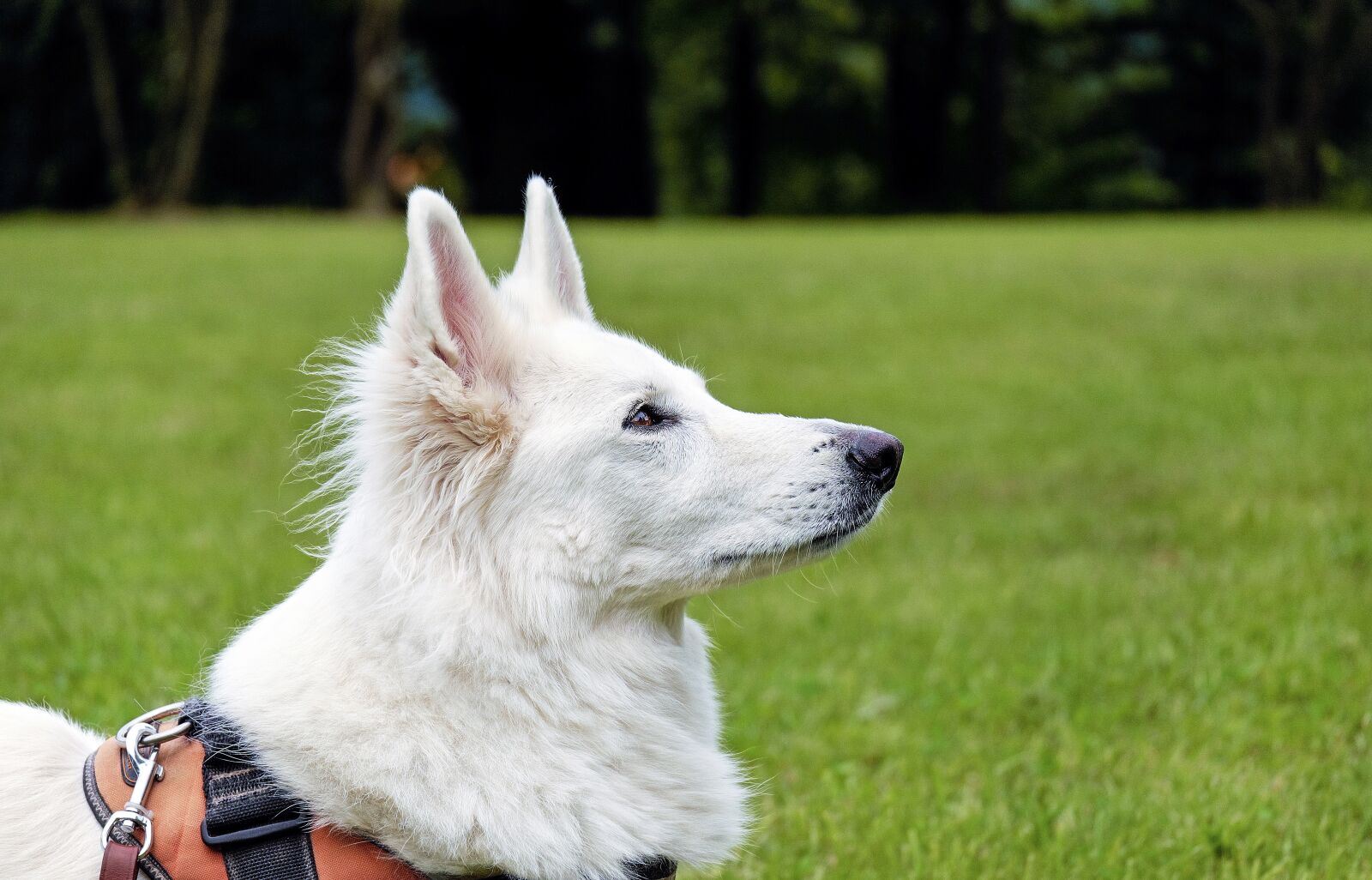 Fujifilm X-T10 + Fujifilm XC 50-230mm F4.5-6.7 OIS sample photo. Dog, swiss shepherd dog photography
