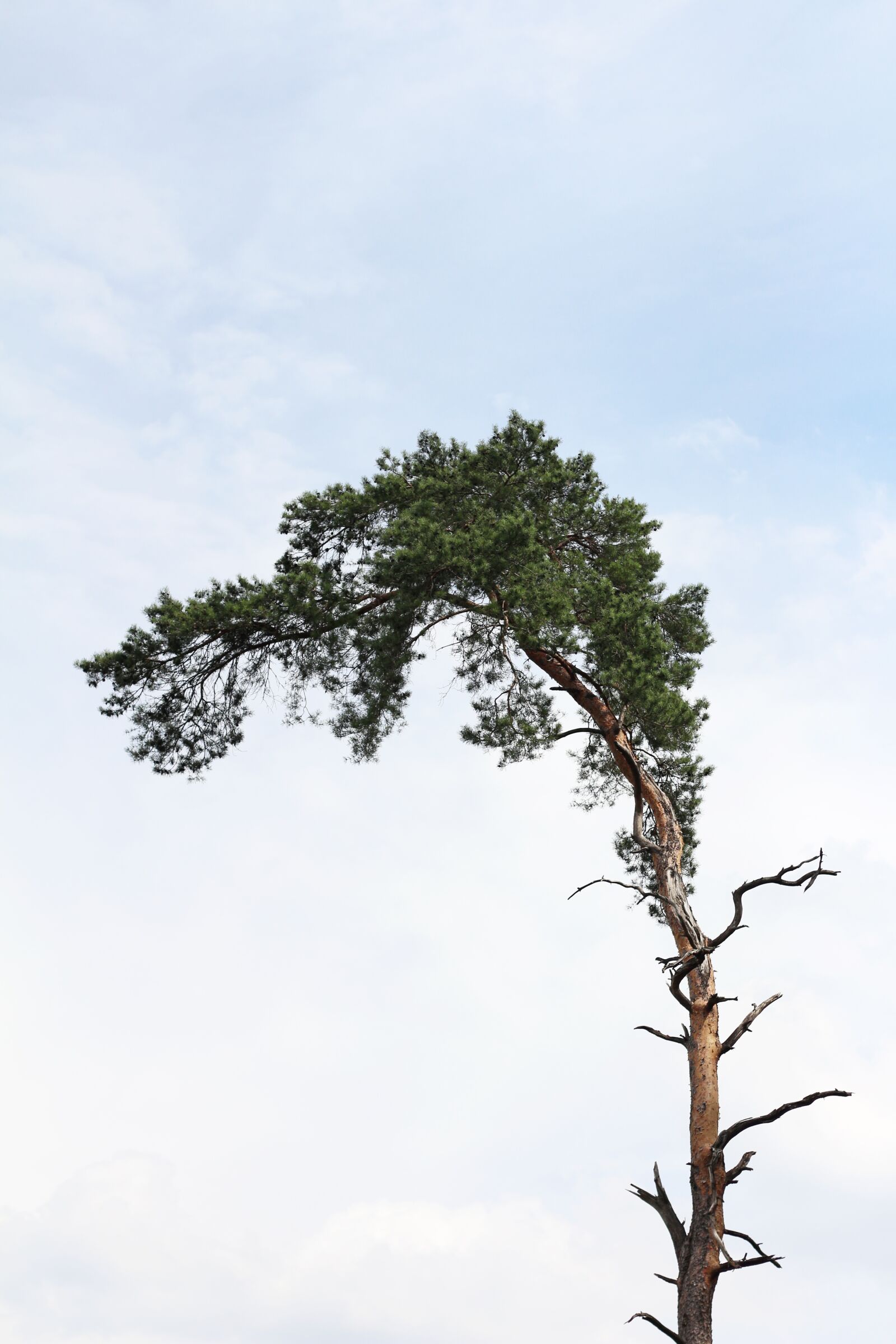 Canon EOS 700D (EOS Rebel T5i / EOS Kiss X7i) + Canon EF 50mm F1.8 II sample photo. Tree, pine, trunk photography