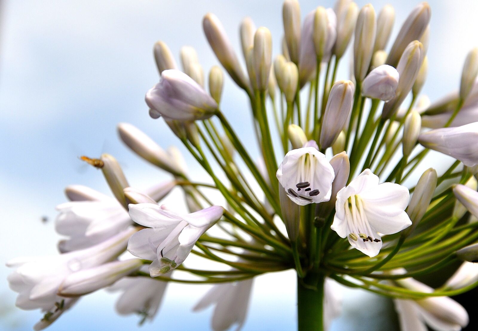 Nikon D90 sample photo. Pink, flower, floral photography