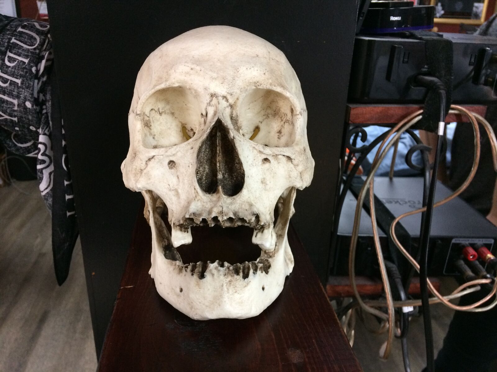 iPhone 5s back camera 4.15mm f/2.2 sample photo. Bones, dead, human, skull photography